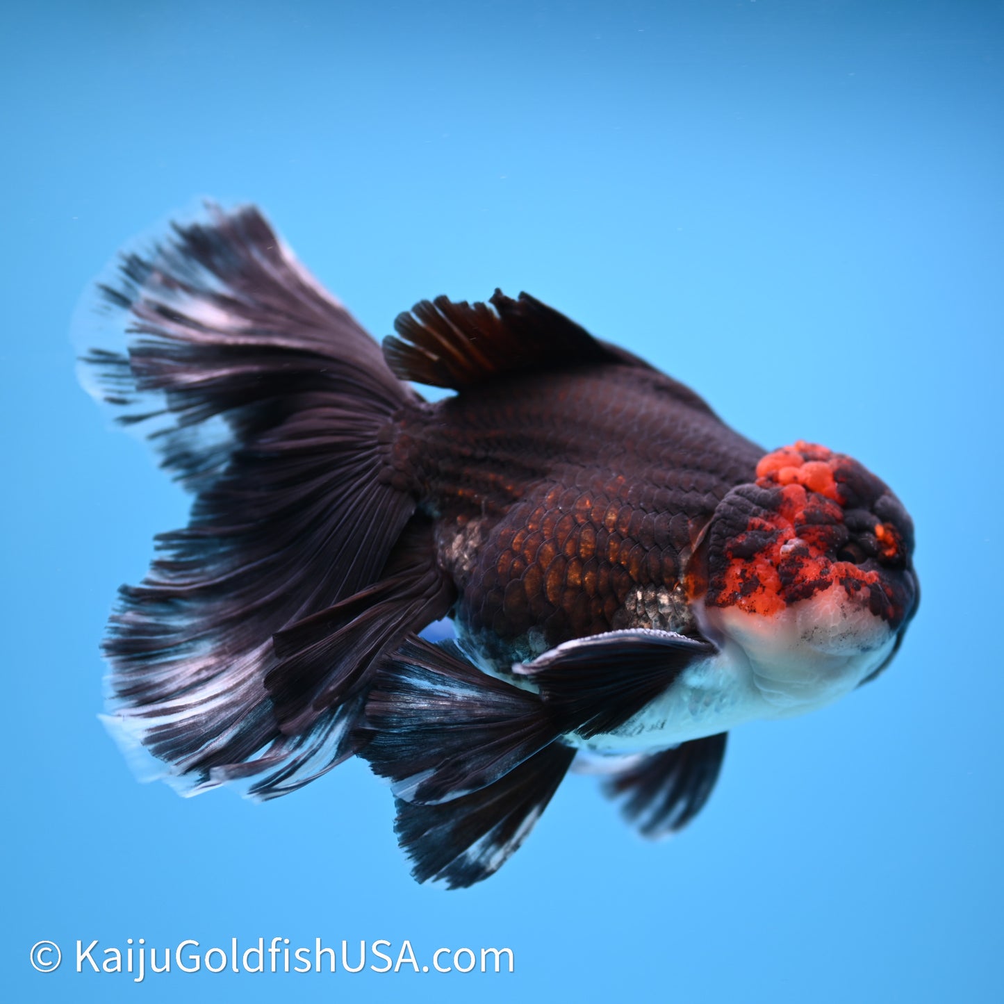 Tricolor Butterfly Tail Oranda 4in Body (240621_OR09) - Kaiju Goldfish USA