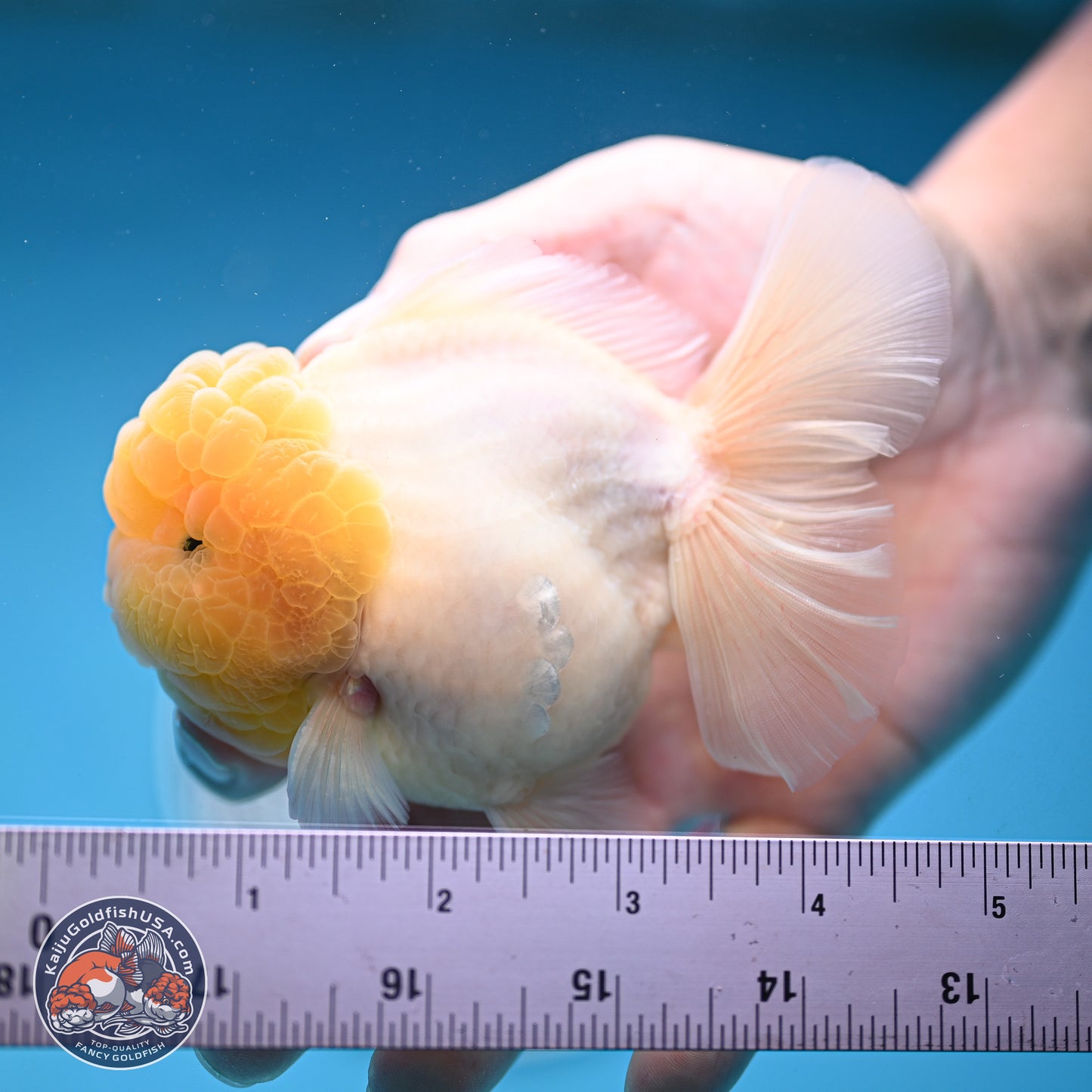 Lemon Head Sakura Rose Tail Oranda 3.5 inches Body - Male (250214_OR09)