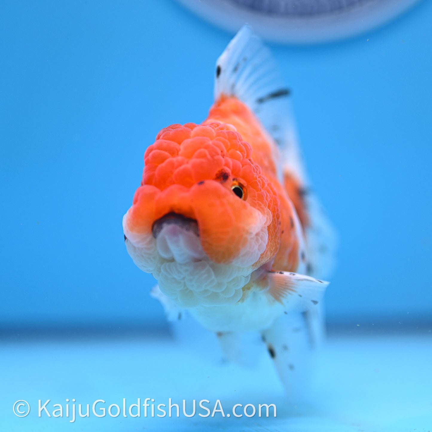 Shogun Godzilla Tricolor Sakura Oranda 3.25in Body (240726_OR09) - Kaiju Goldfish USA