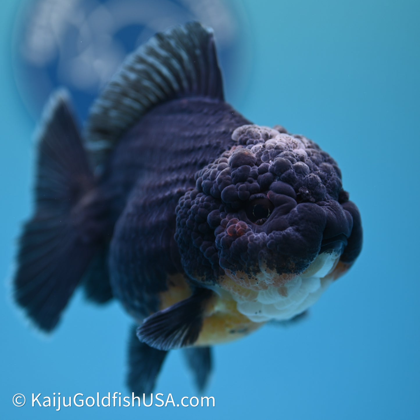 Shogun Godzilla Kirin Oranda 3.75in Body (240614_OR09) - Kaiju Goldfish USA