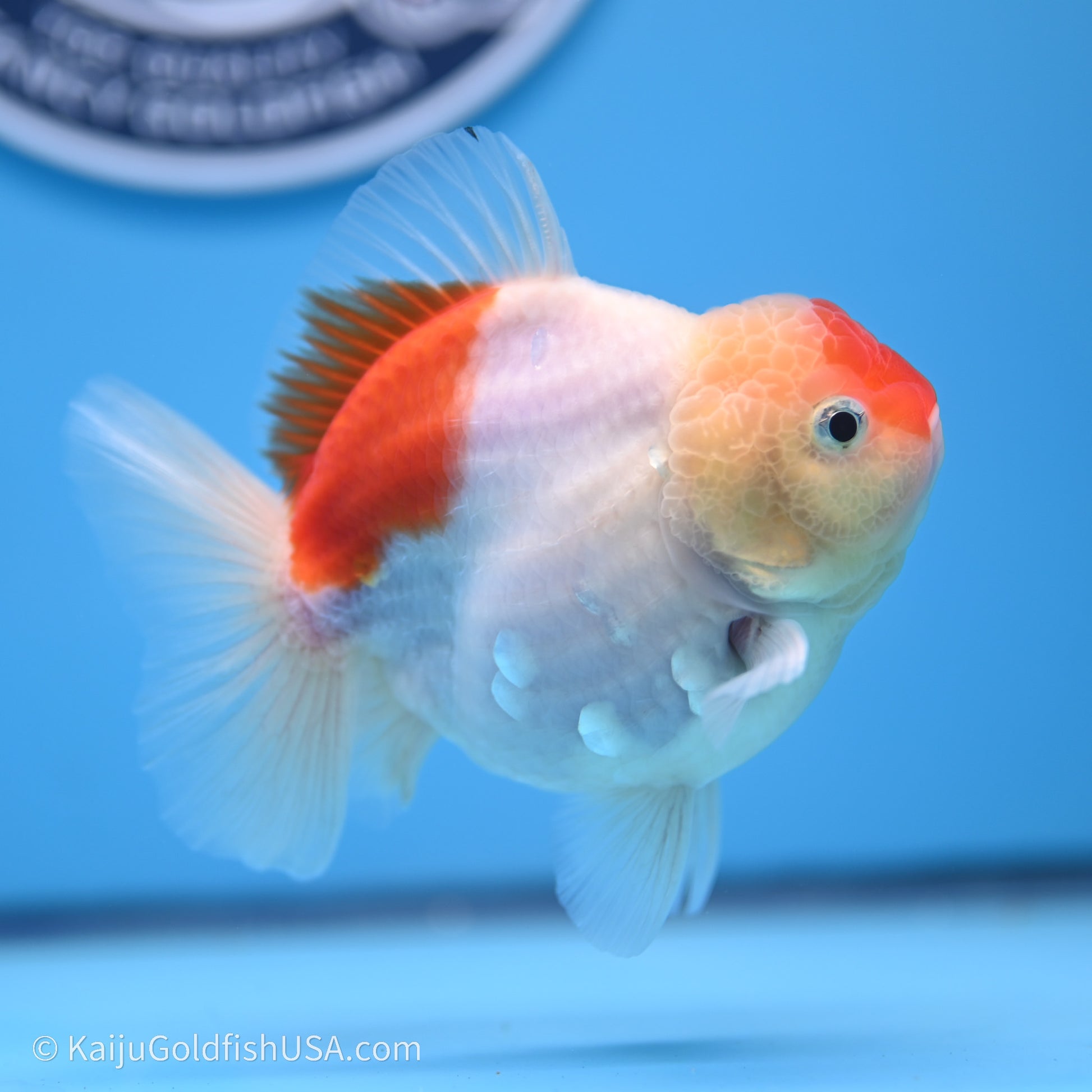 Shogun Godzilla Broad Tail Sakura Oranda 3.5in Body (240719_OR09) - Kaiju Goldfish USA