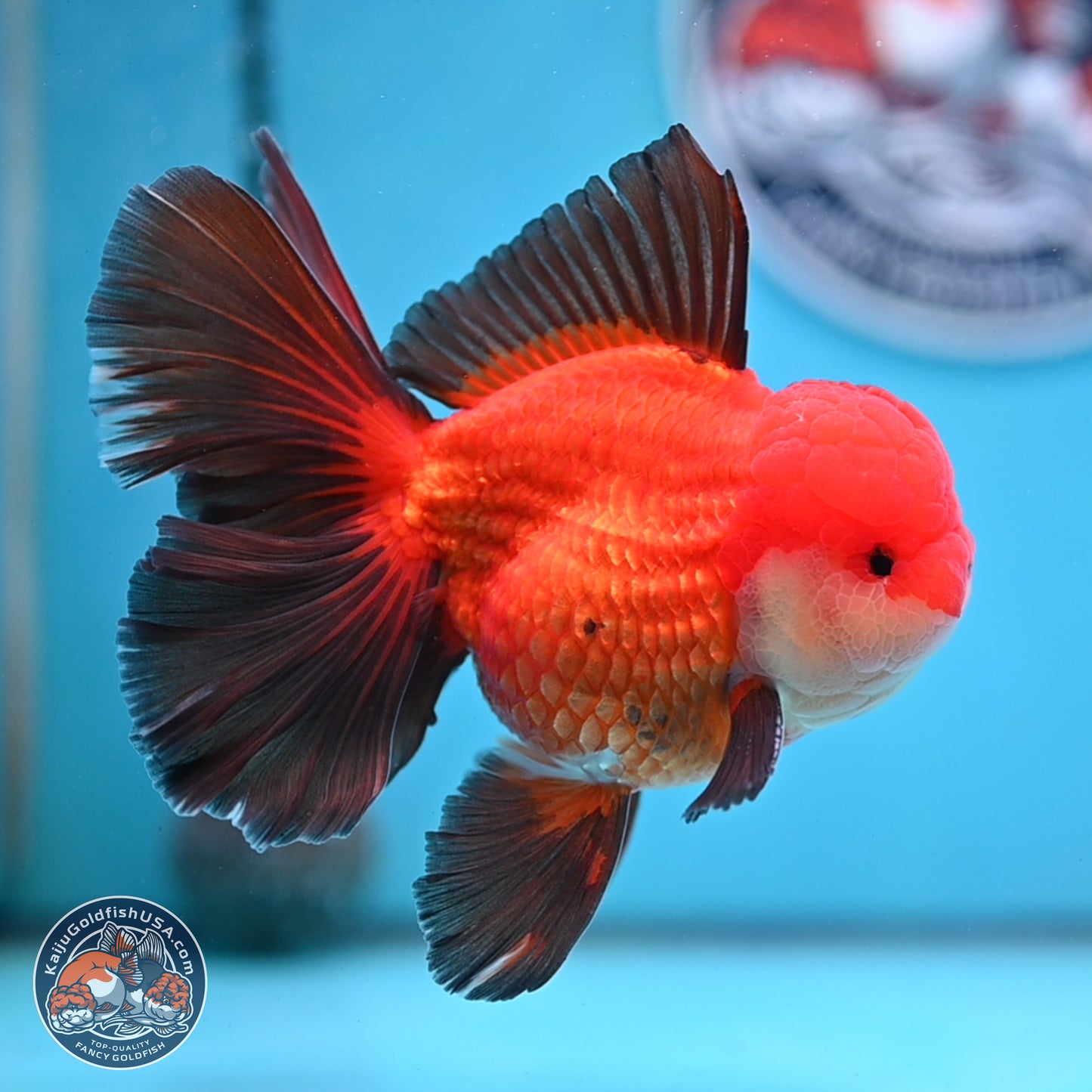Ranchu inch Body (250812_RC02)