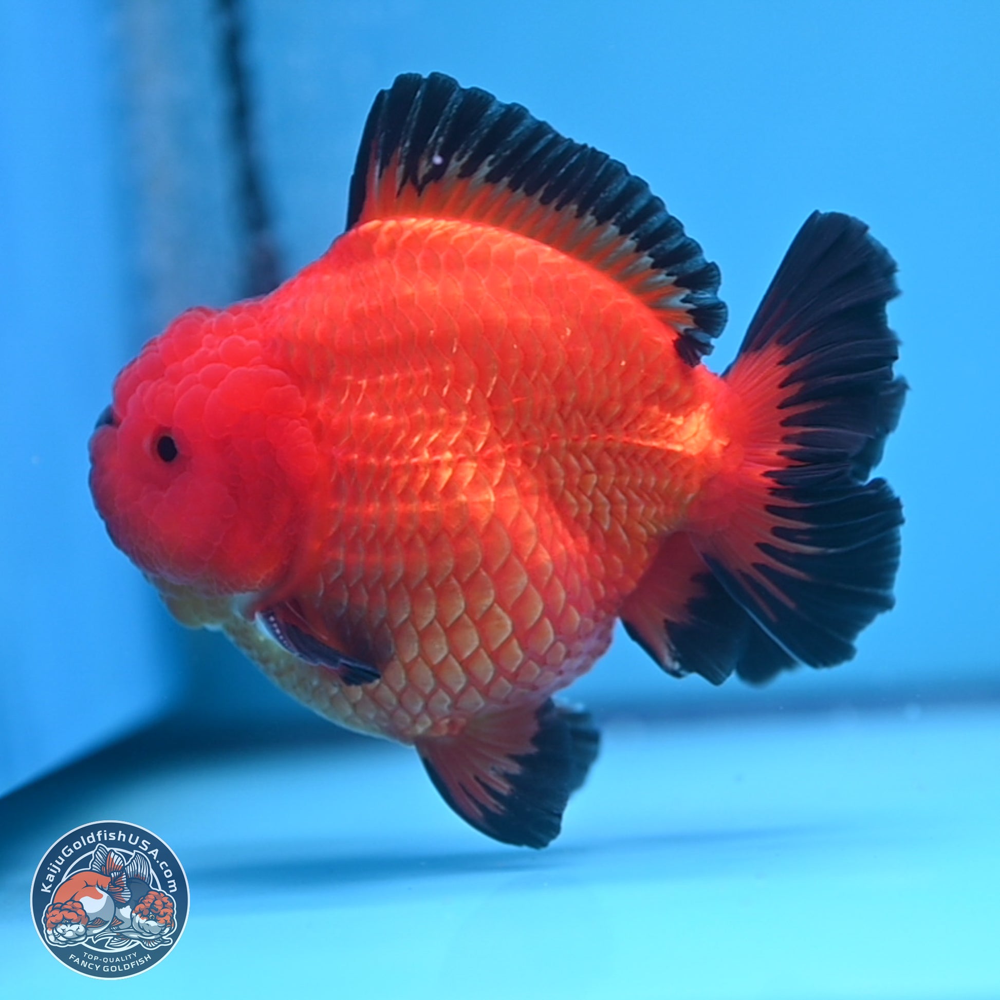 Apache YuanBao Oranda 4 inches Body - Male (241227_OR09) - Kaiju Goldfish USA