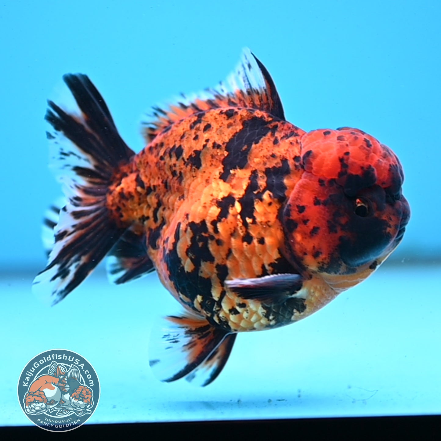 Shogun Tiger Oranda 4 inches Body - Male (250418_OR09)