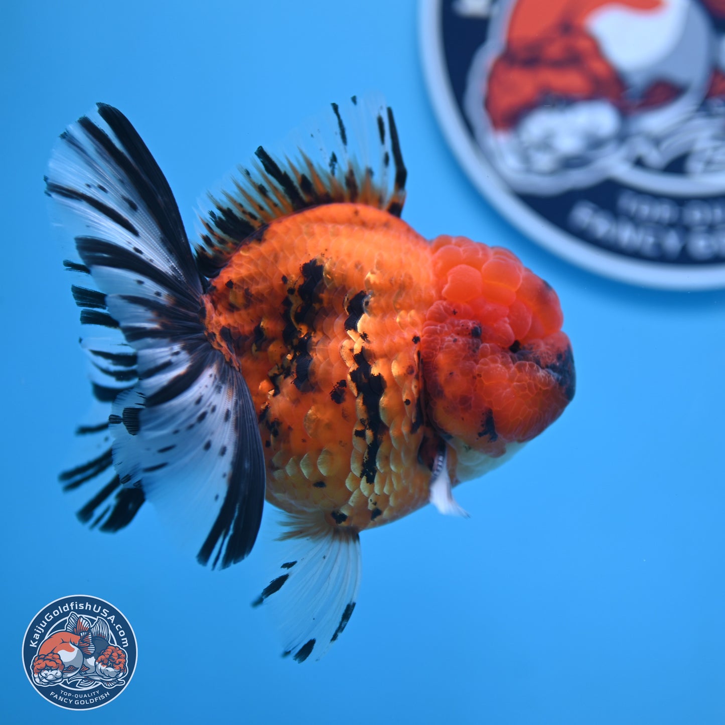 A Grade Shogun Tiger Rose Tail Oranda 4-4.5 inches (240906_OR09) - Kaiju Goldfish USA