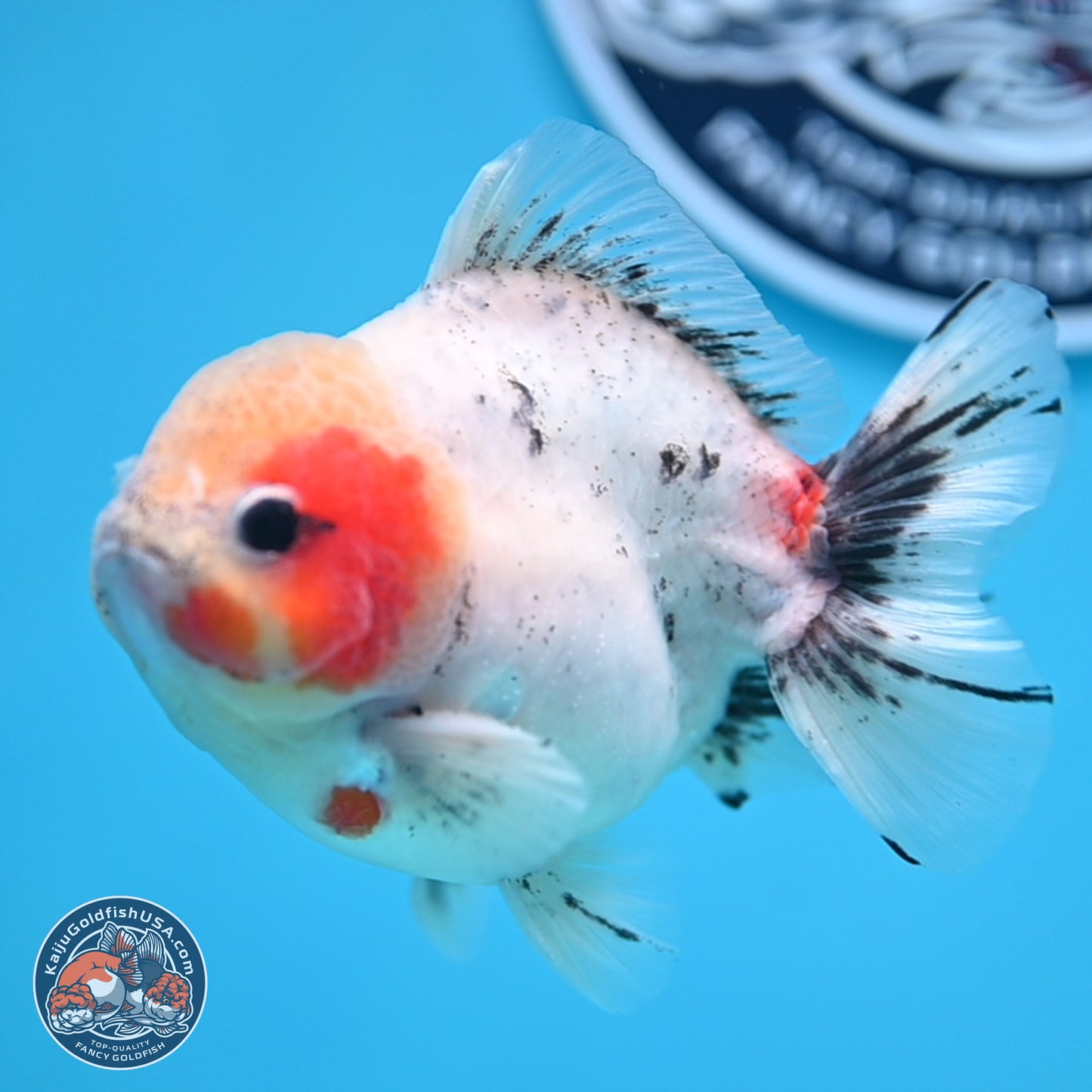 Calico YuanBao Oranda 4.5 inches - Male (241129_OR09) - Kaiju Goldfish USA