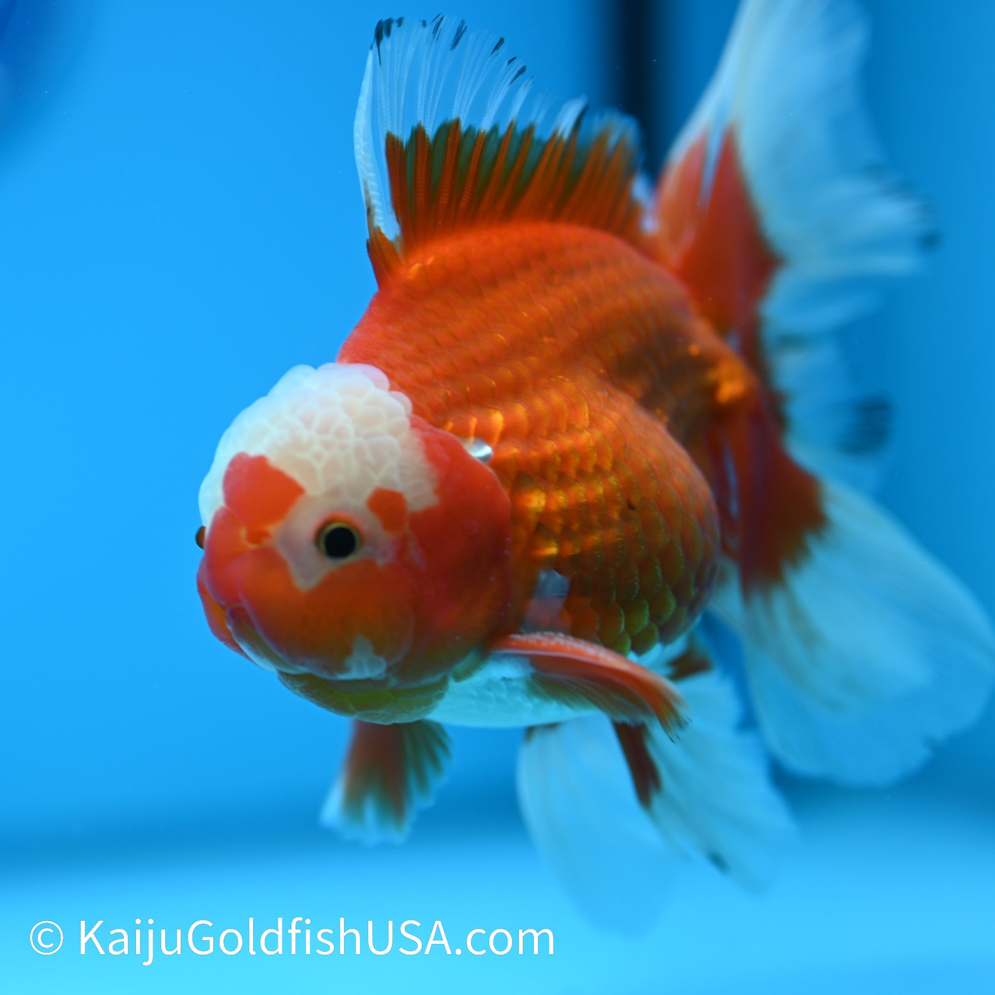 Jade Top Rose Tail Red White Oranda 4.5-5 inches (240322_OR9) - Kaiju Goldfish USA