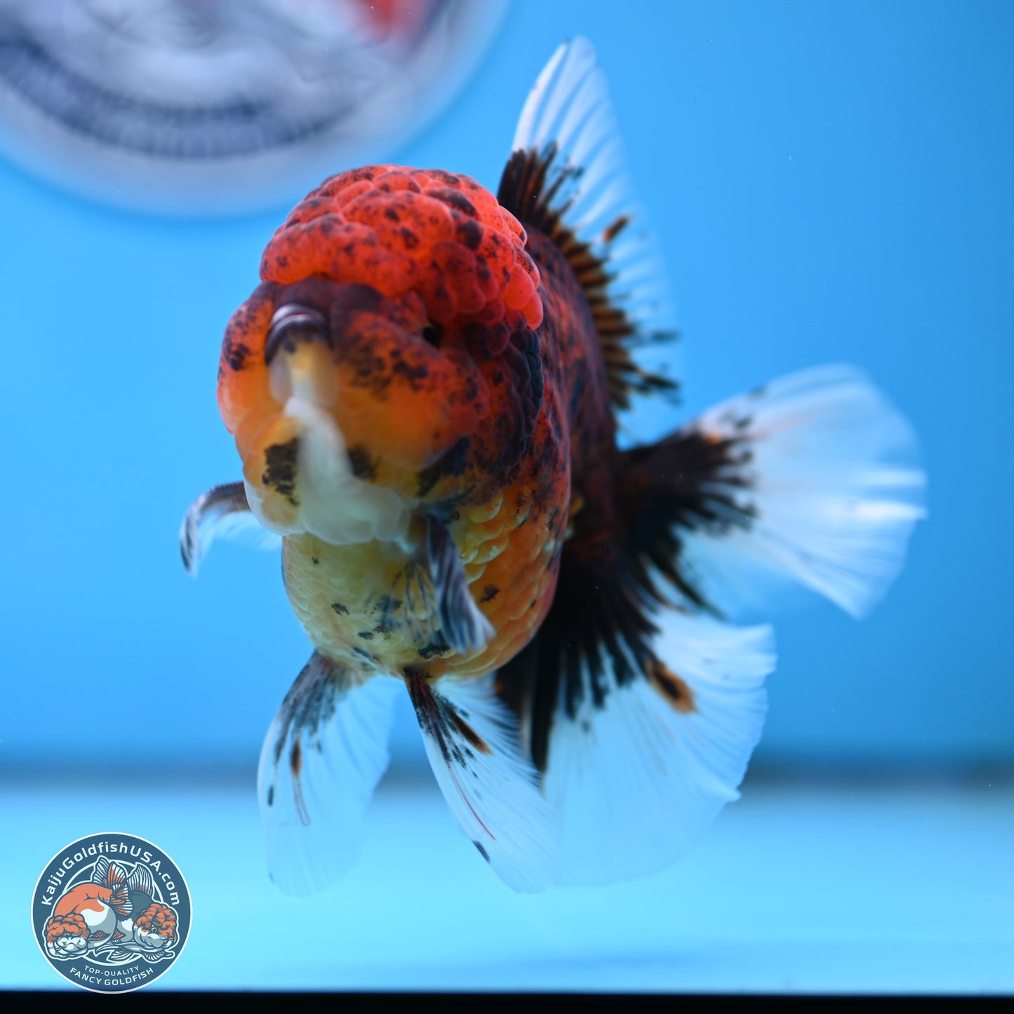 Red Kirin Rose Tail Oranda 3.75 inches Body - Female (250314_OR09)