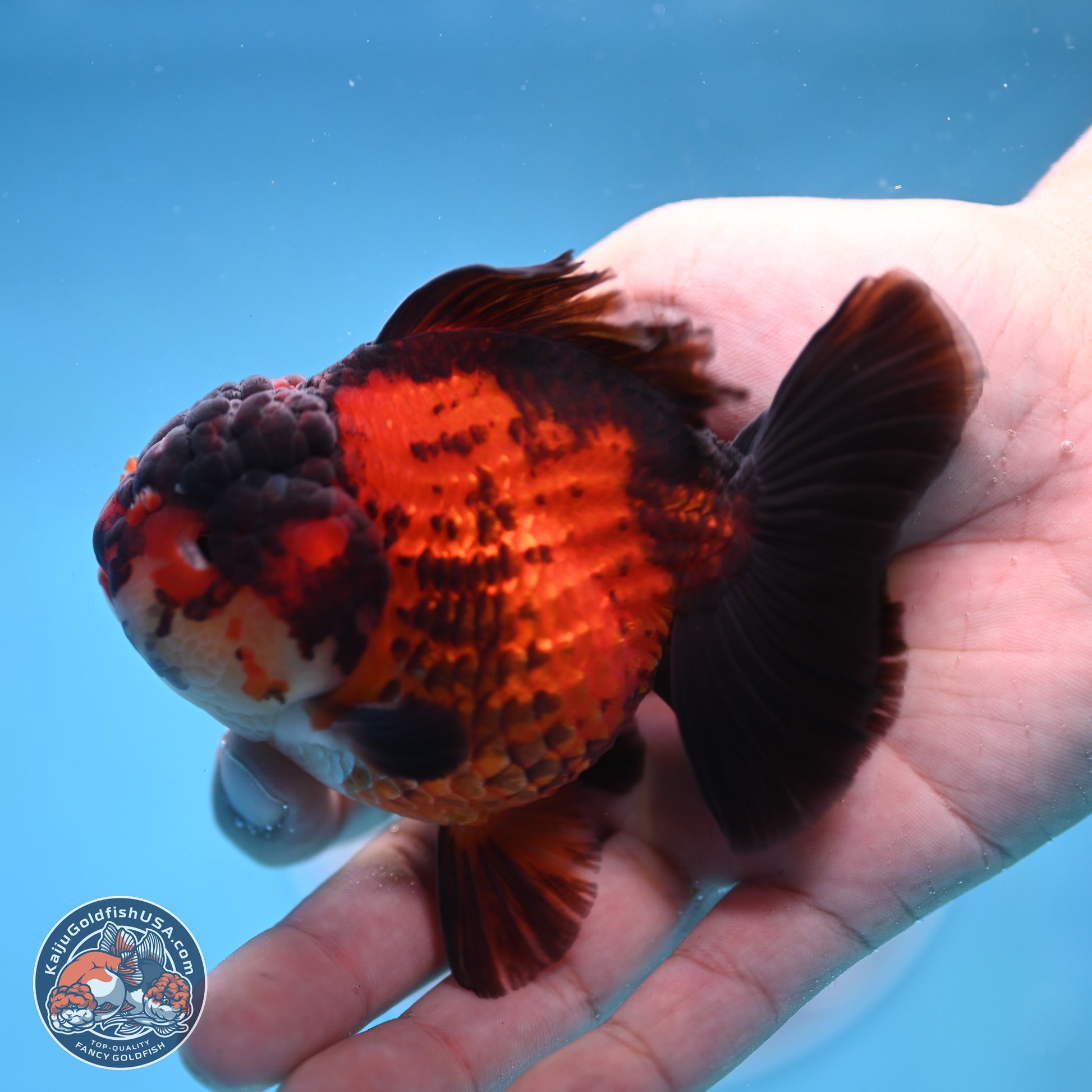 Apache YuanBao Oranda 3.25 inches Body - Male (250103_OR09) - Kaiju Goldfish USA