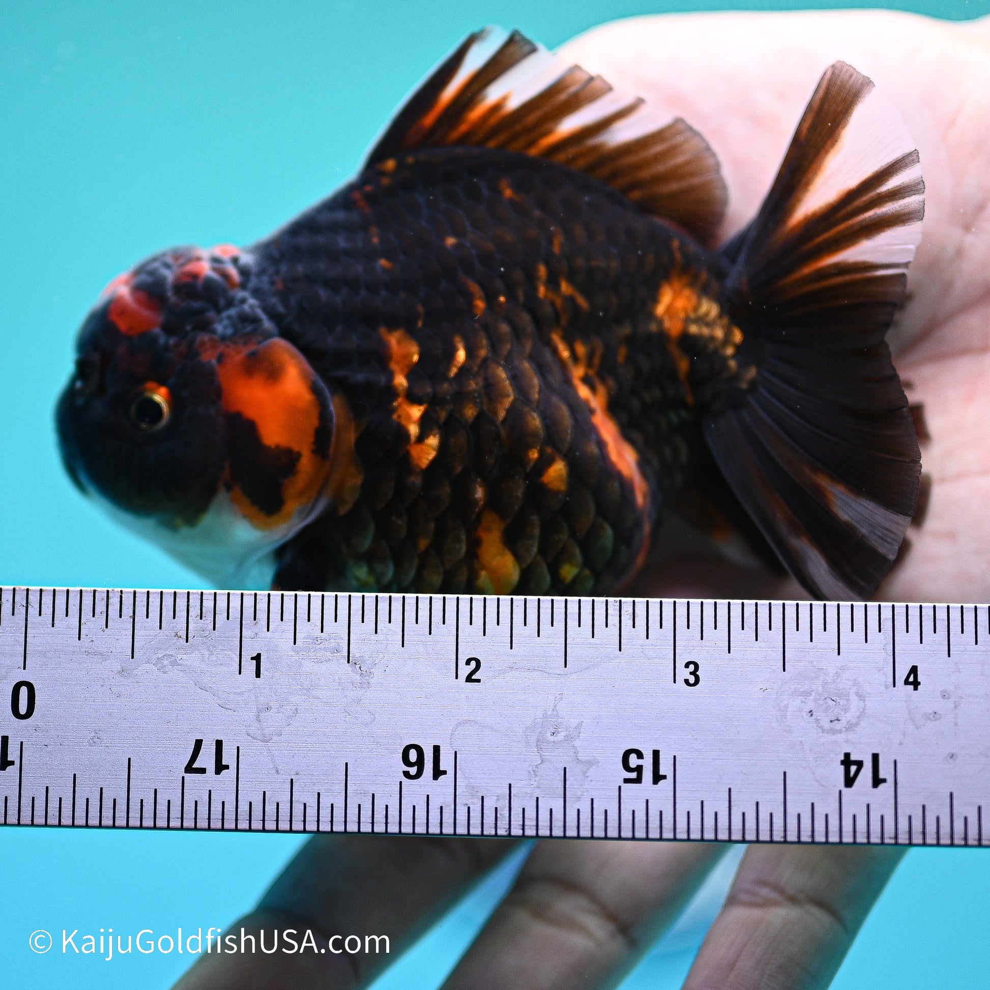 Heavy Ink Tiger YuanBao Oranda 3.5in Body (240524_OR09) - Kaiju Goldfish USA