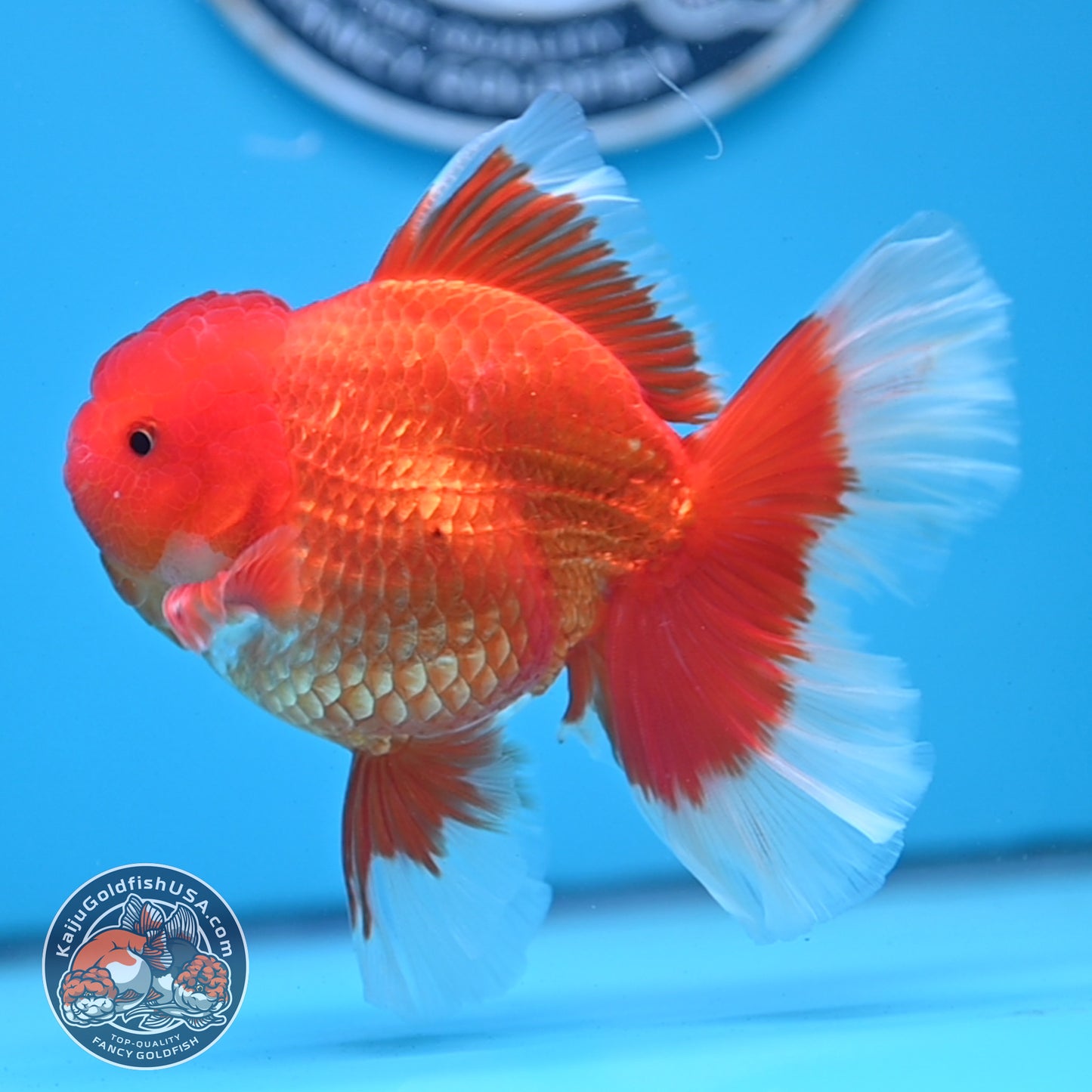 Red White Rose Tail Oranda 3.75 inches Body (250509_OR09)