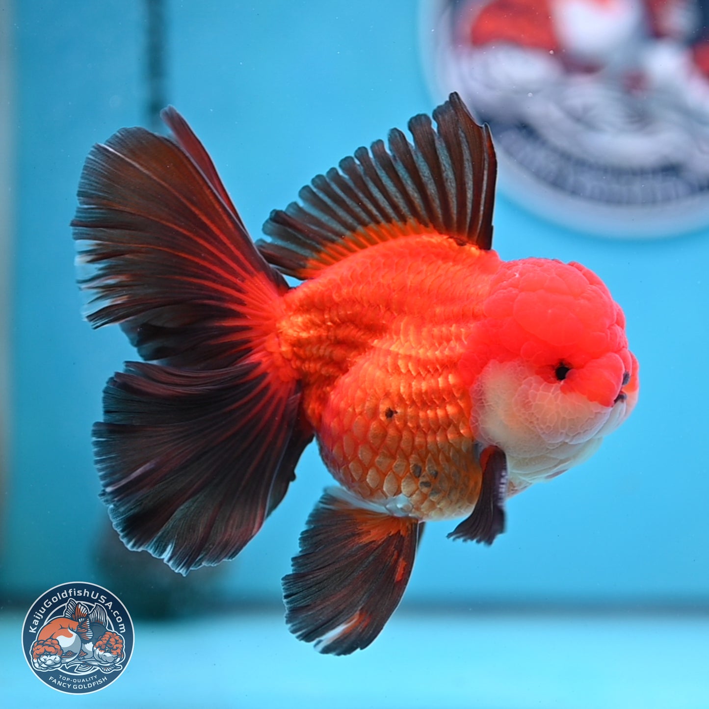 Ranchu inch Body (250812_RC02)