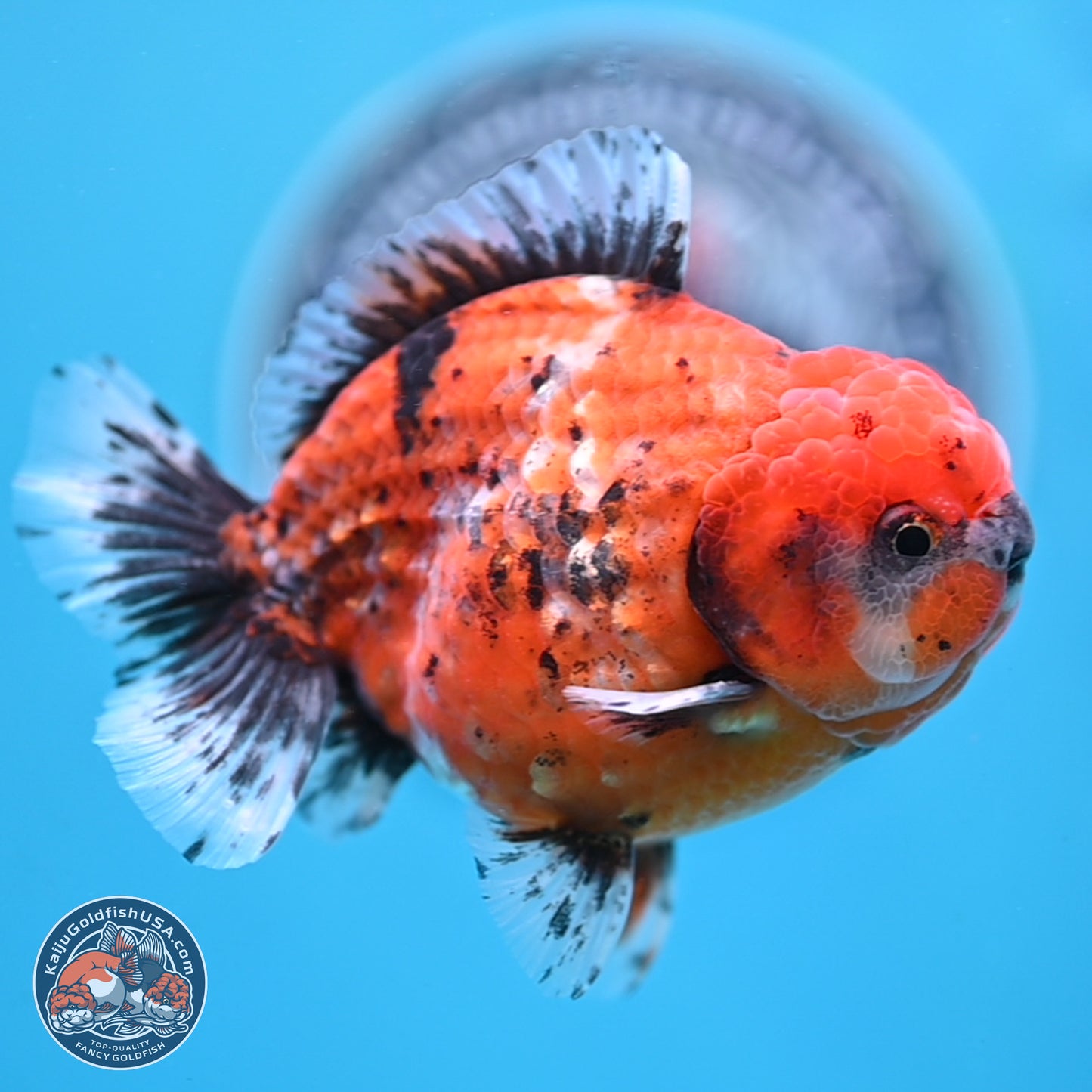 Shogun Tiger Oranda 4 inches Body - Male (250207_OR09)