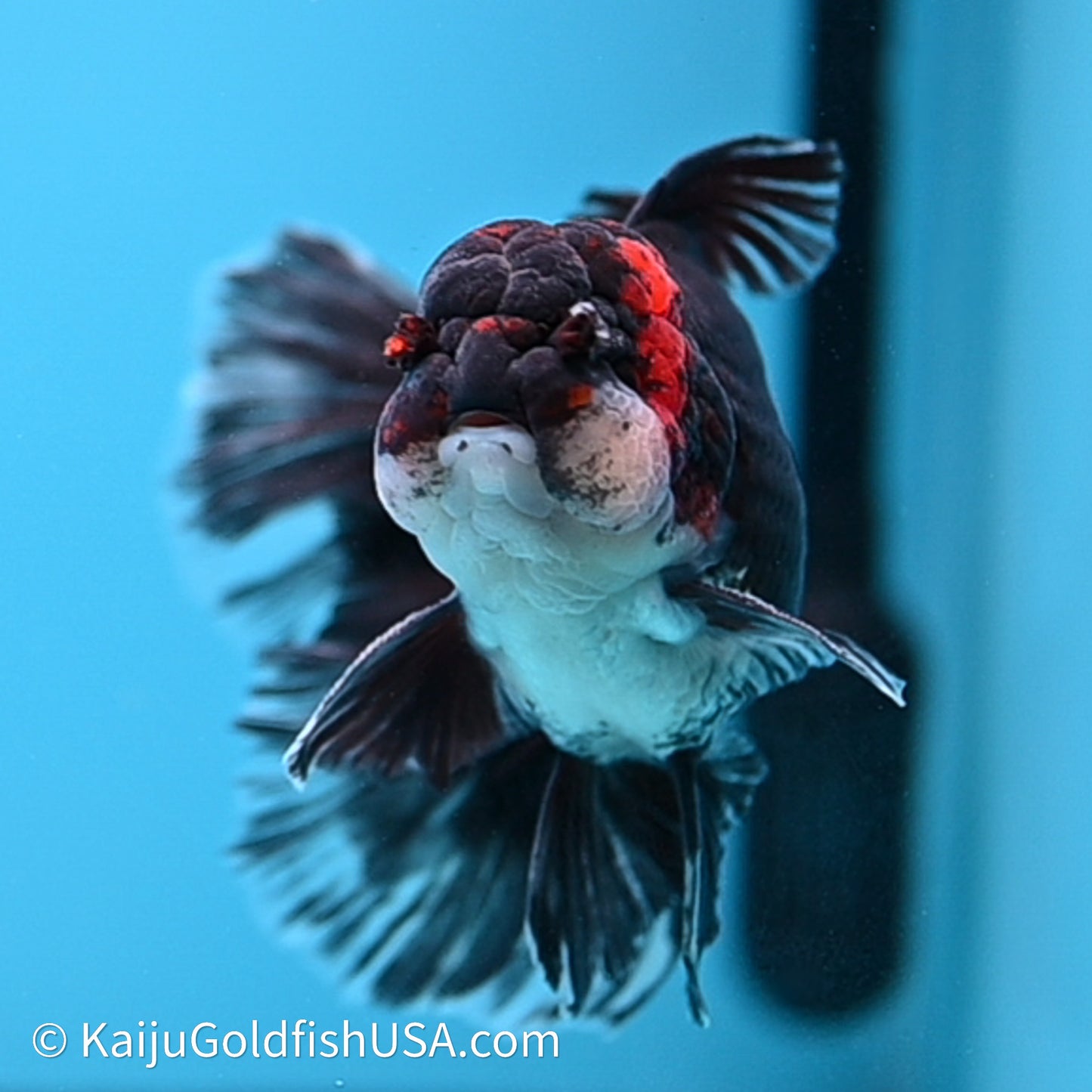 Tricolor Butterfly Tail Oranda 4in Body (240621_OR09) - Kaiju Goldfish USA