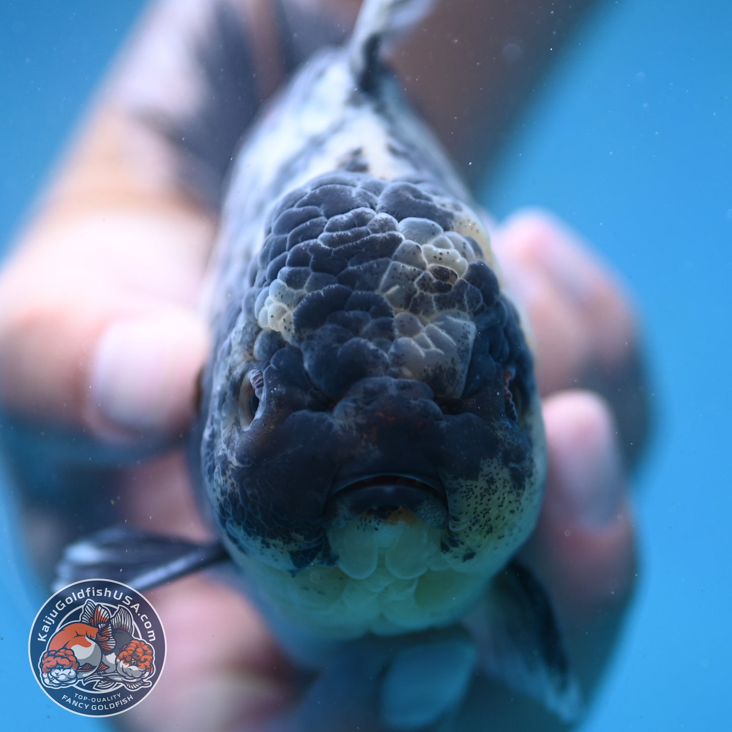 White Tiger Oranda 4 inch Body (250919_OR09)
