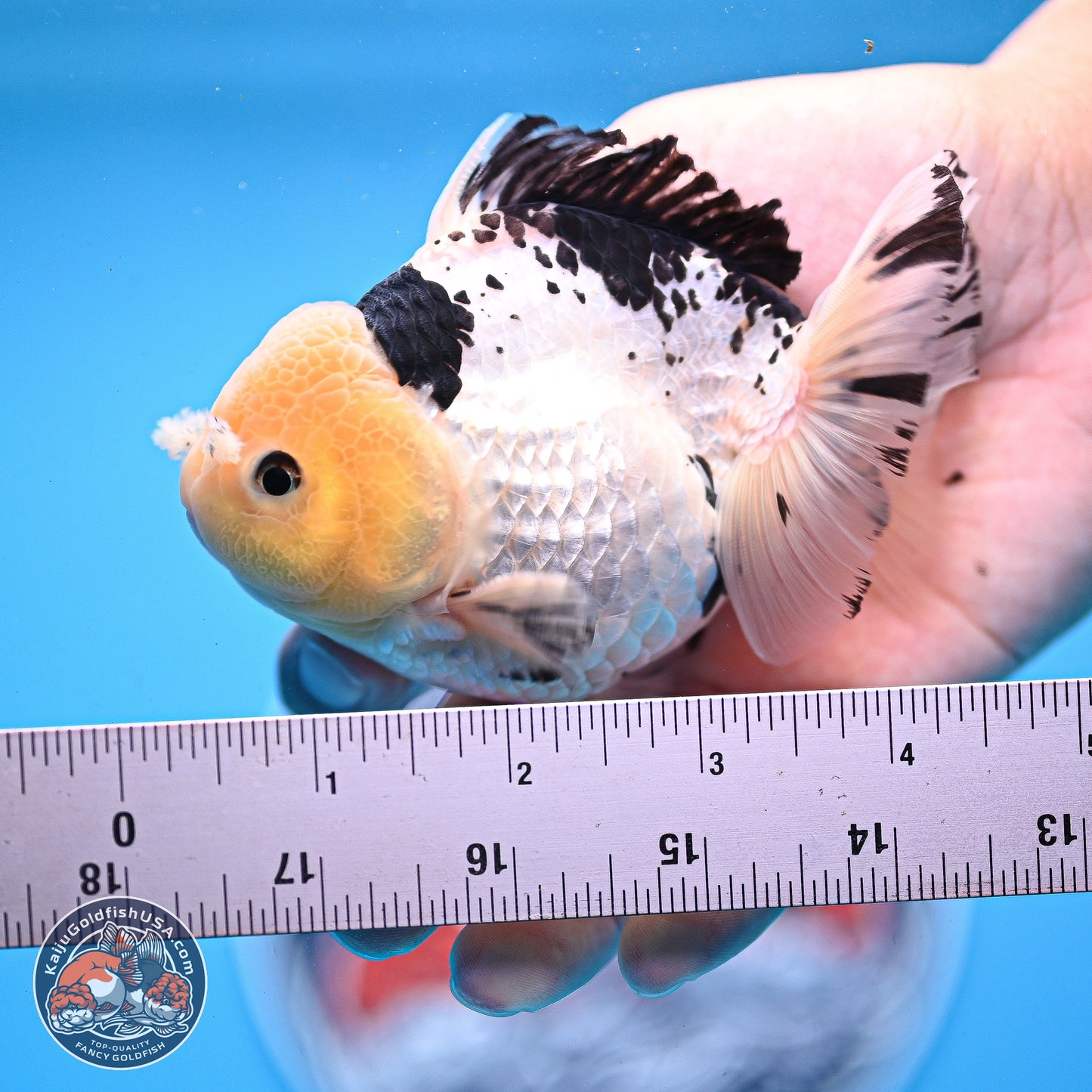 Panda YuanBao Oranda 3.25in Body (240830_OR09) - Kaiju Goldfish USA