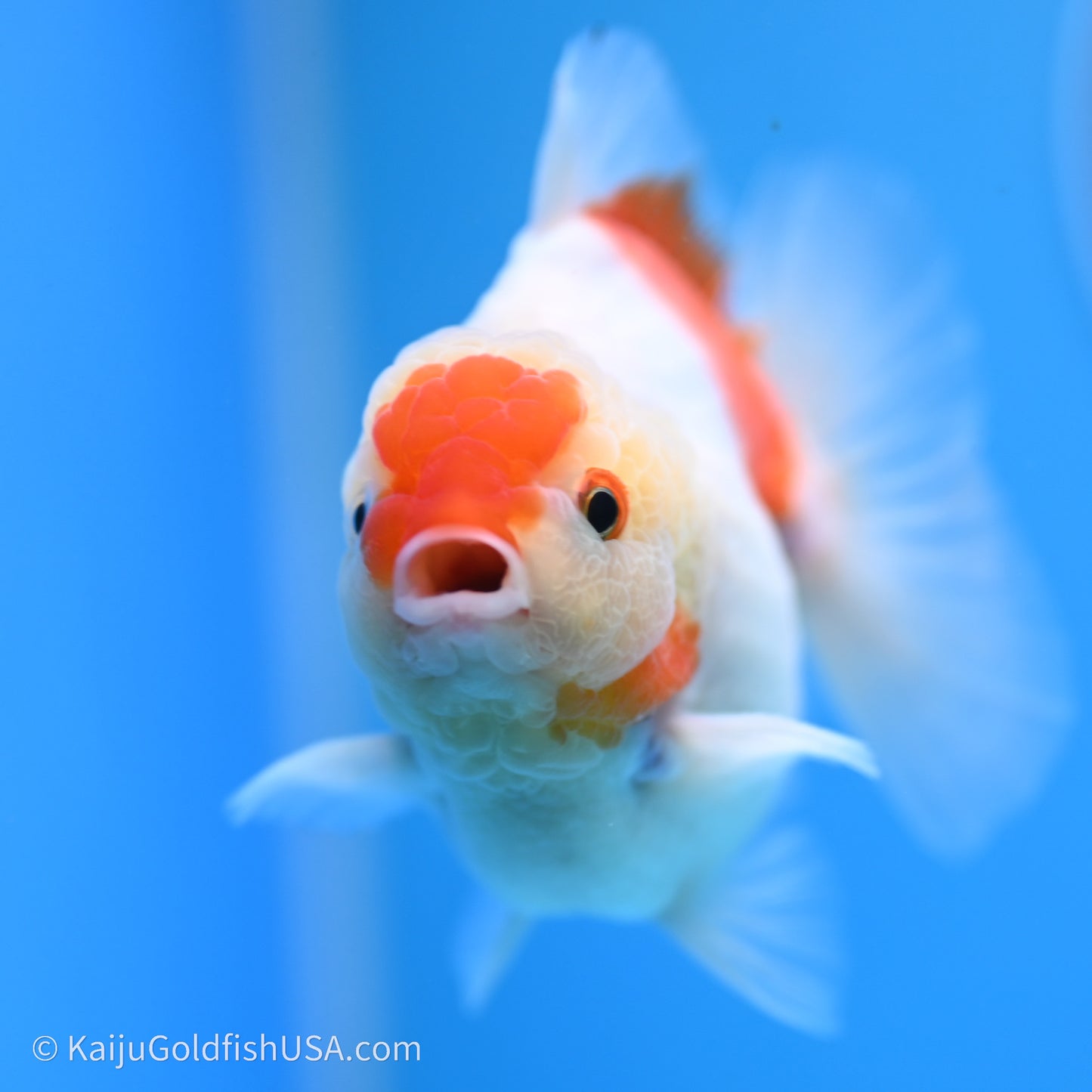 Shogun Godzilla Broad Tail Sakura Oranda 3.5in Body (240719_OR09) - Kaiju Goldfish USA