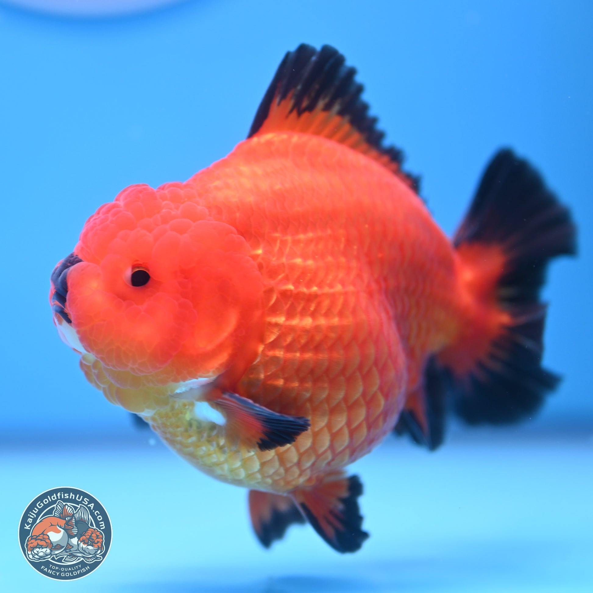 Apache YuanBao Oranda 4 inches Body - Male (241227_OR09) - Kaiju Goldfish USA