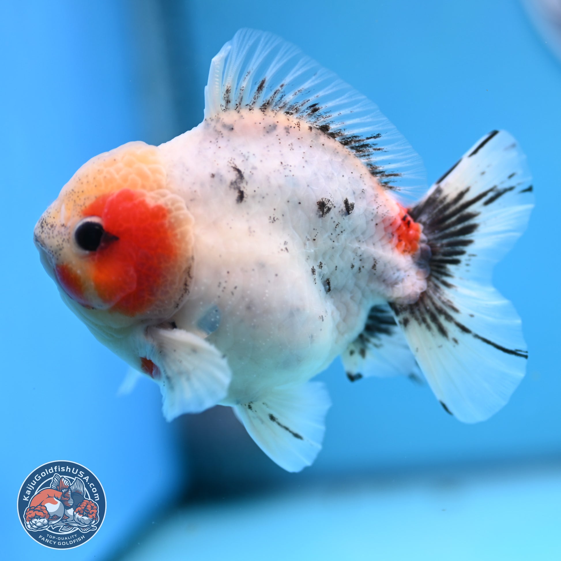 Calico YuanBao Oranda 4.5 inches - Male (241129_OR09) - Kaiju Goldfish USA