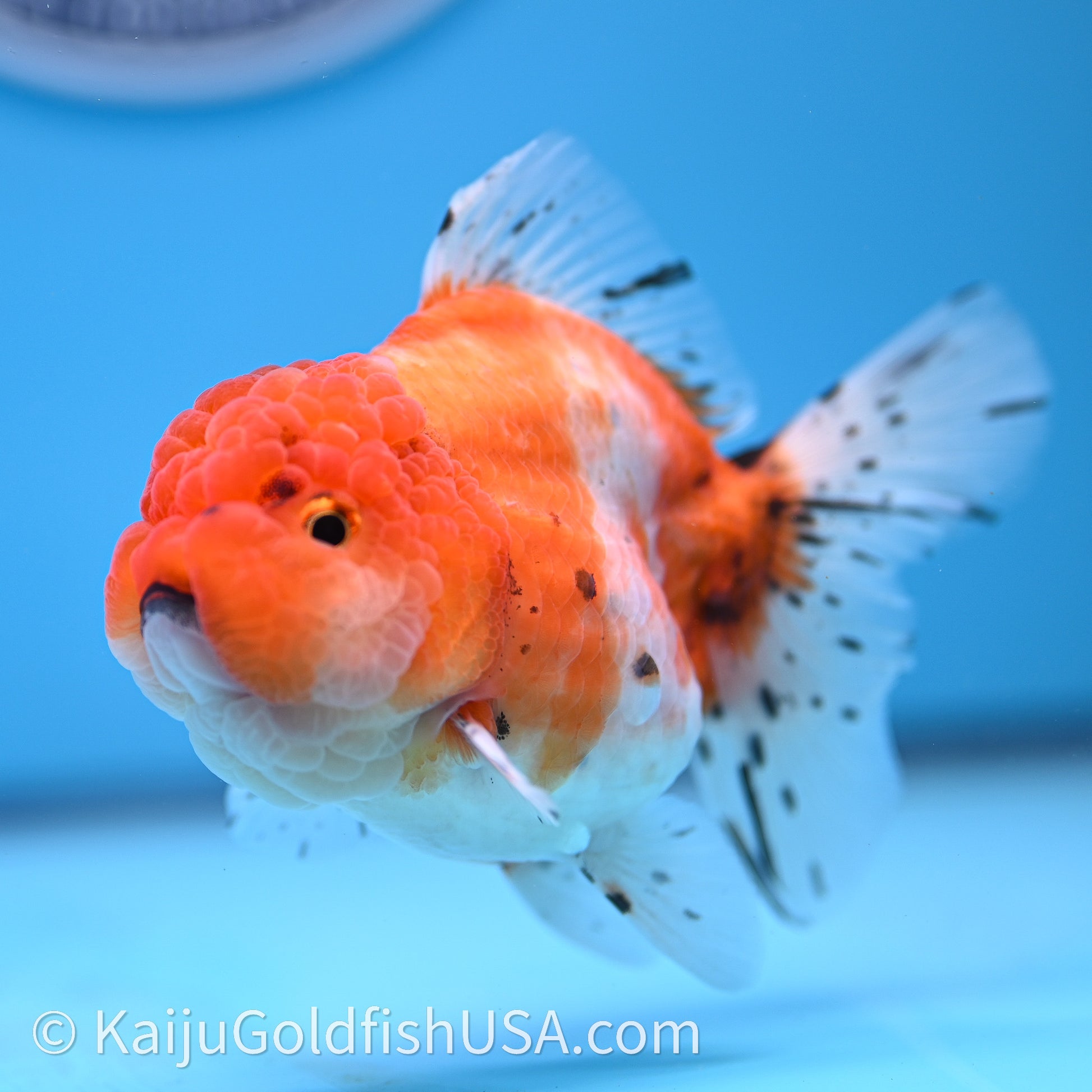 Shogun Godzilla Tricolor Sakura Oranda 3.25in Body (240726_OR09) - Kaiju Goldfish USA