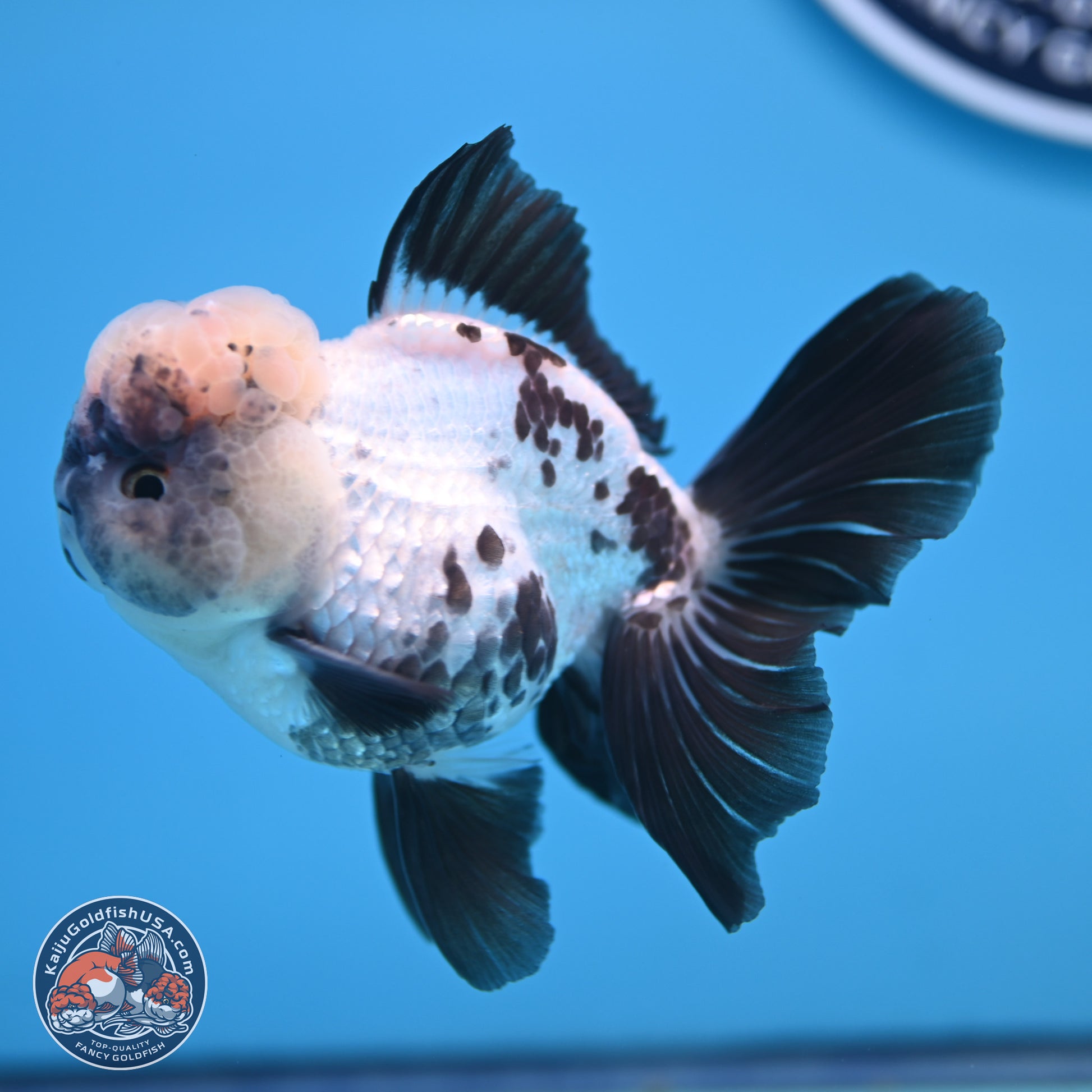 Panda Rose Tail Oranda 4.5 inches - Male (241206_OR09) - Kaiju Goldfish USA