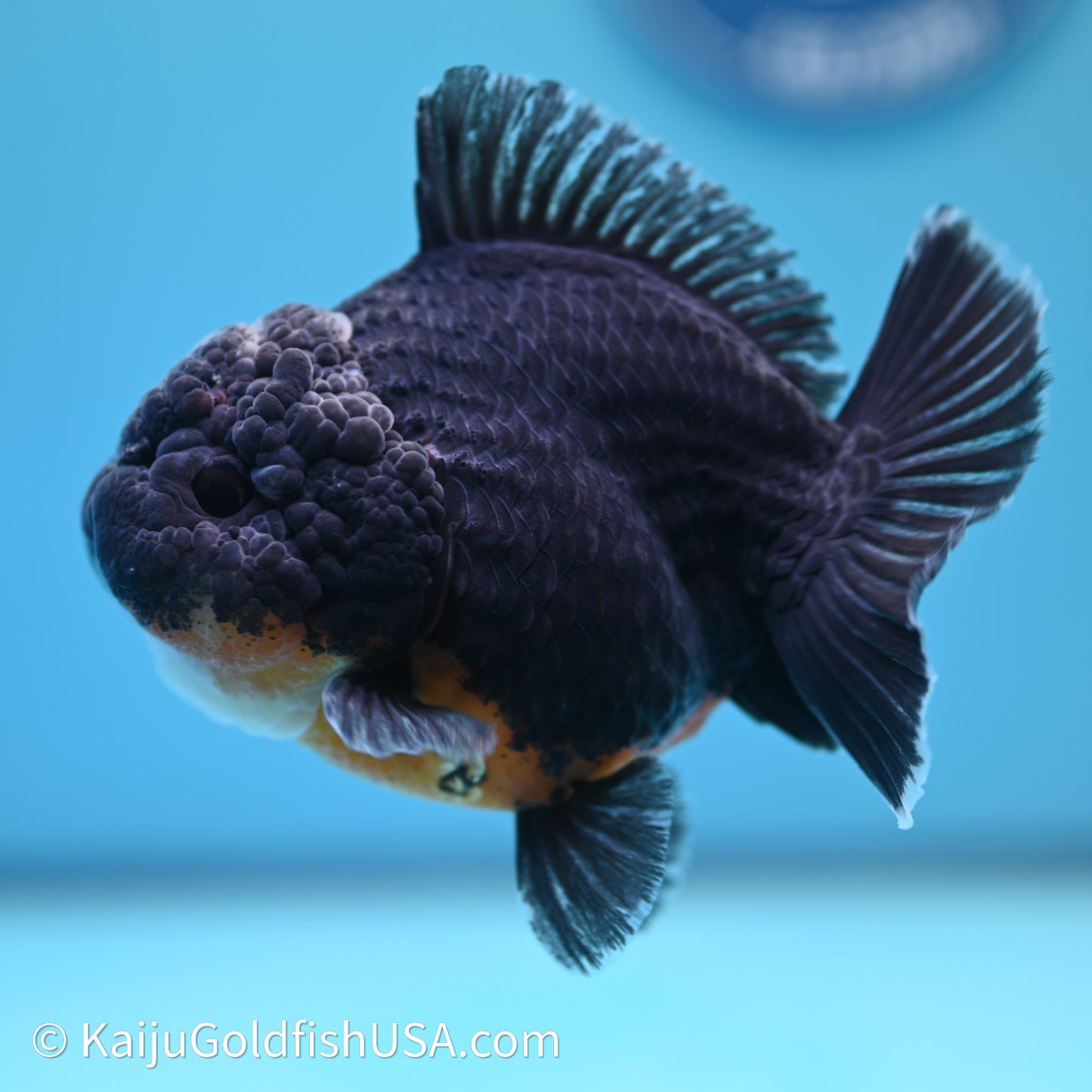 Shogun Godzilla Kirin Oranda 3.75in Body (240614_OR09) - Kaiju Goldfish USA