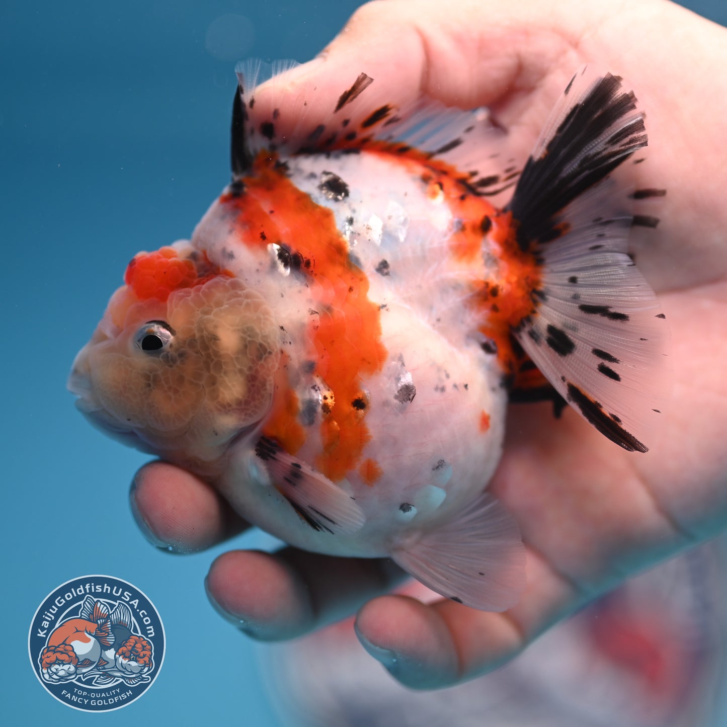 Shogun High Back Calico Oranda 3.5 inches Body (250530_OR09)