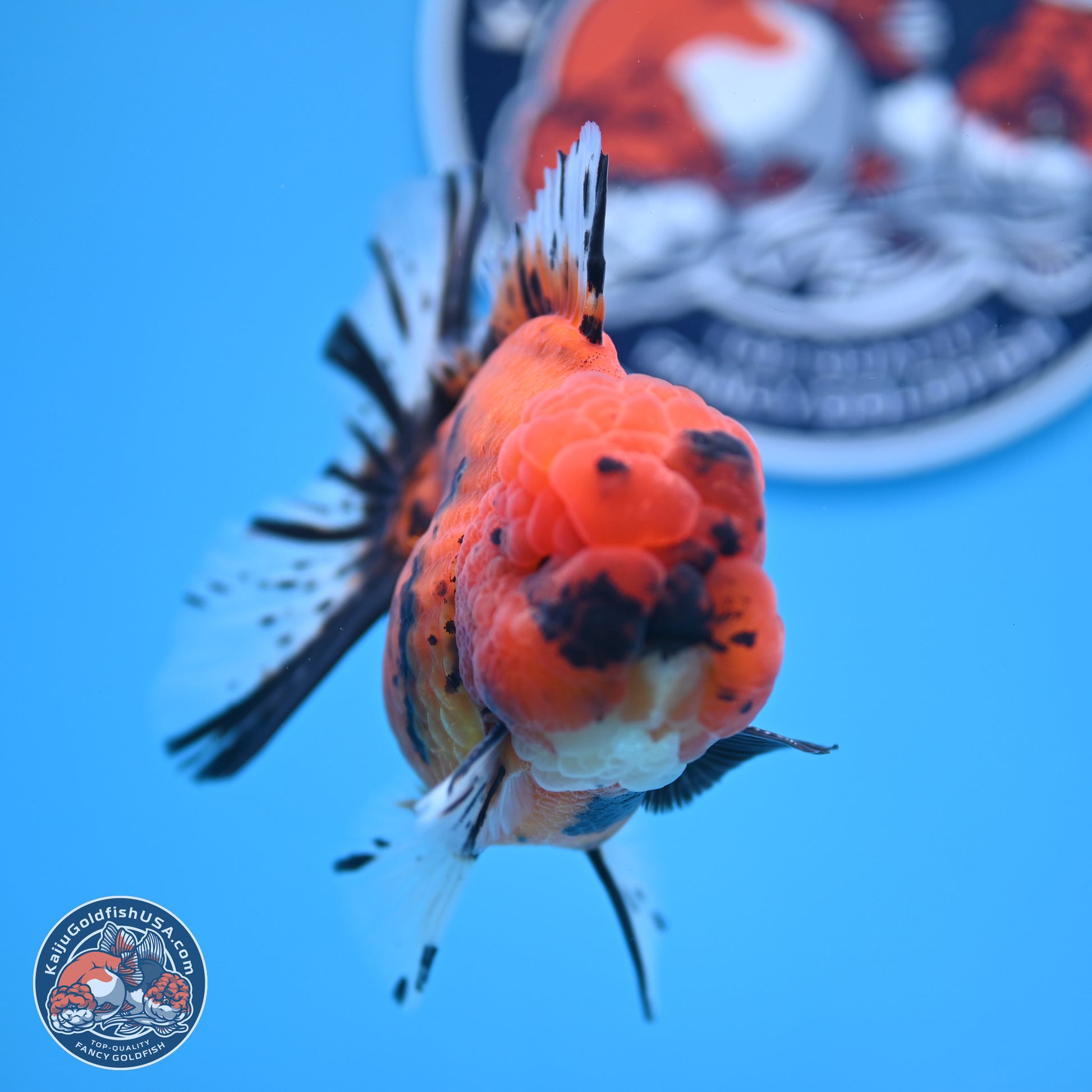 A Grade Shogun Tiger Rose Tail Oranda 4-4.5 inches (240906_OR09) - Kaiju Goldfish USA