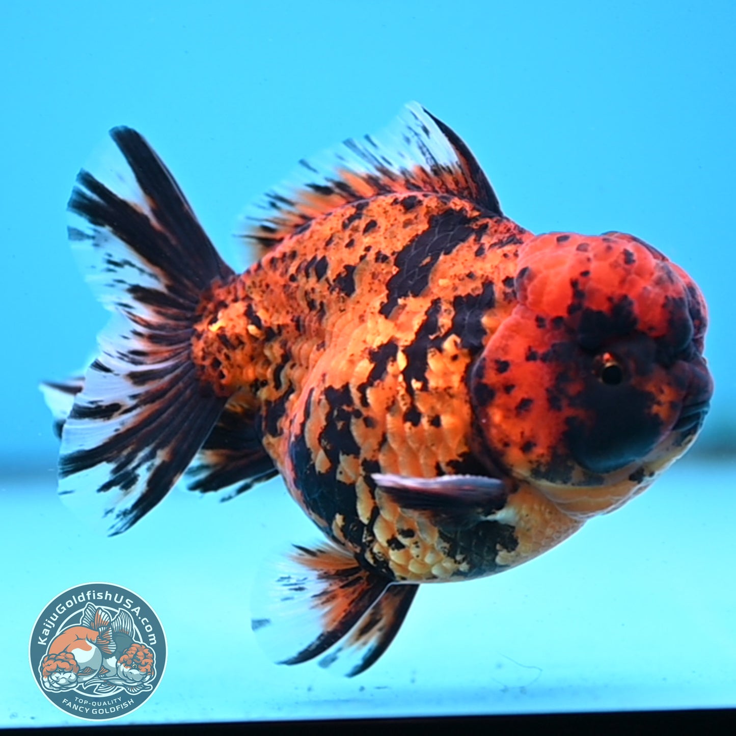 Shogun Tiger Oranda 4 inches Body - Male (250418_OR09)
