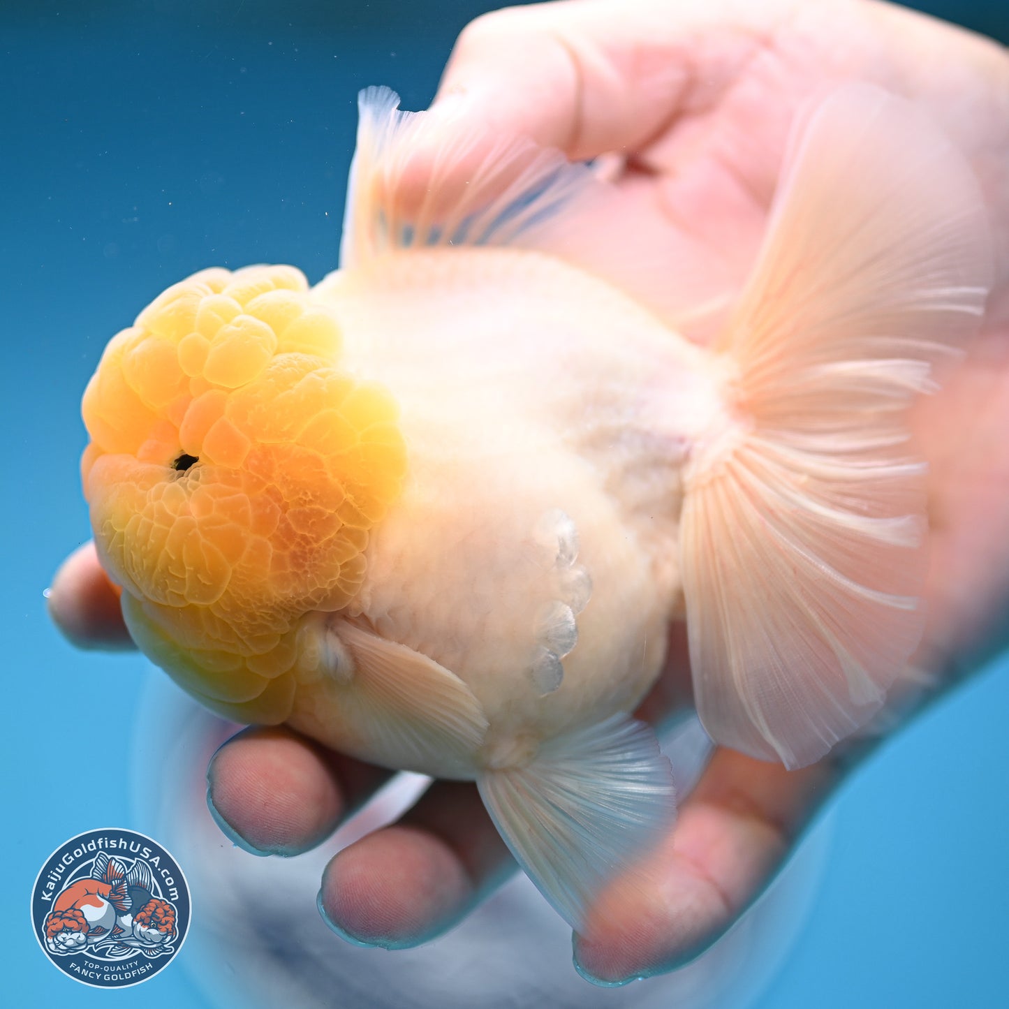 Lemon Head Sakura Rose Tail Oranda 3.5 inches Body - Male (250214_OR09)