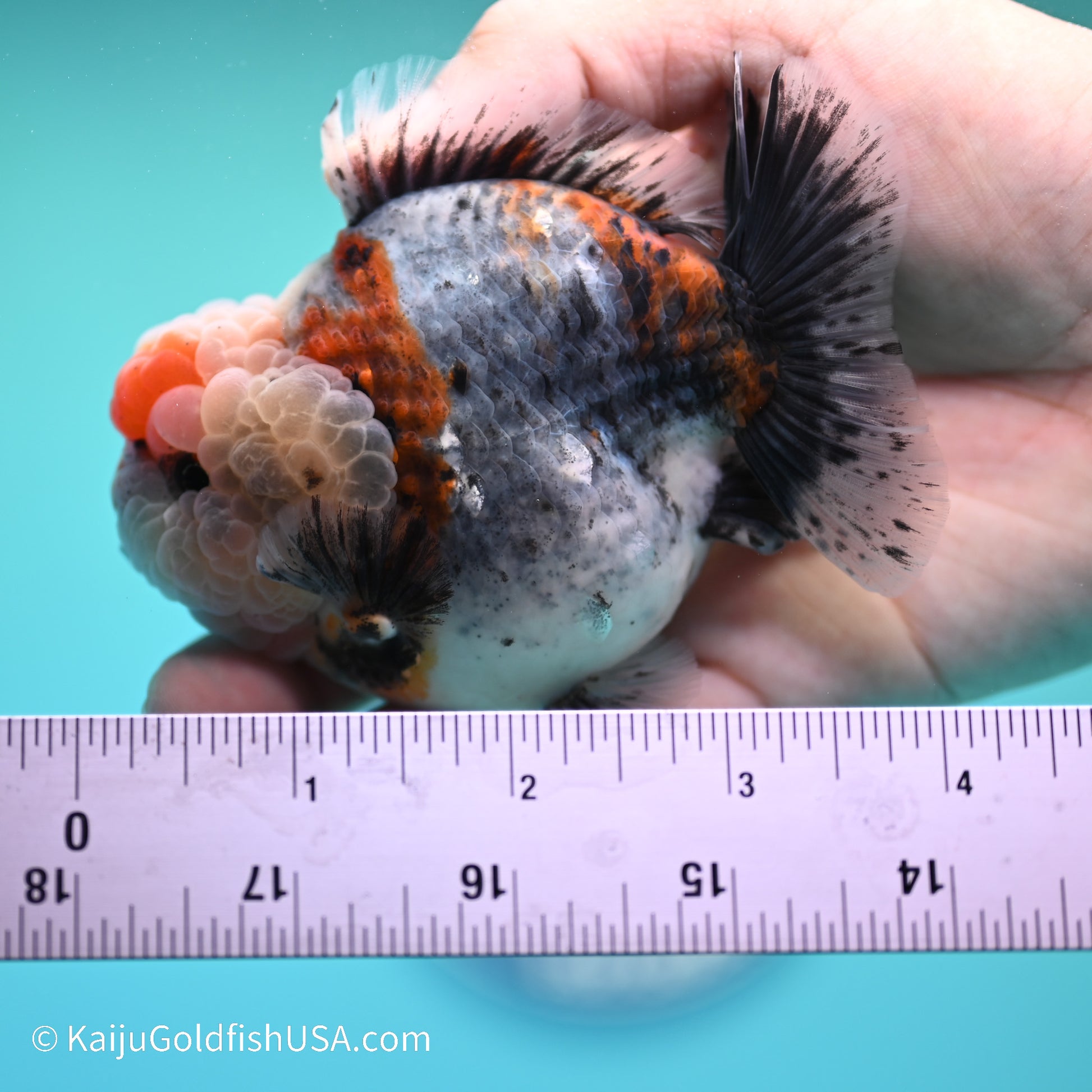 Blue Base Calico YuanBao Oranda 4 inches (240517_OR09) - Kaiju Goldfish USA