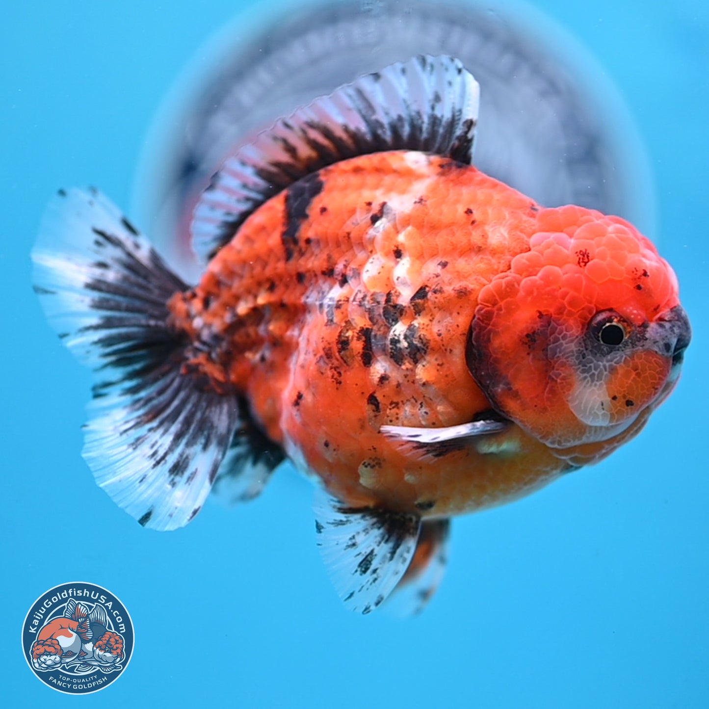 Shogun Tiger Oranda 4 inches Body - Male (250207_OR09)