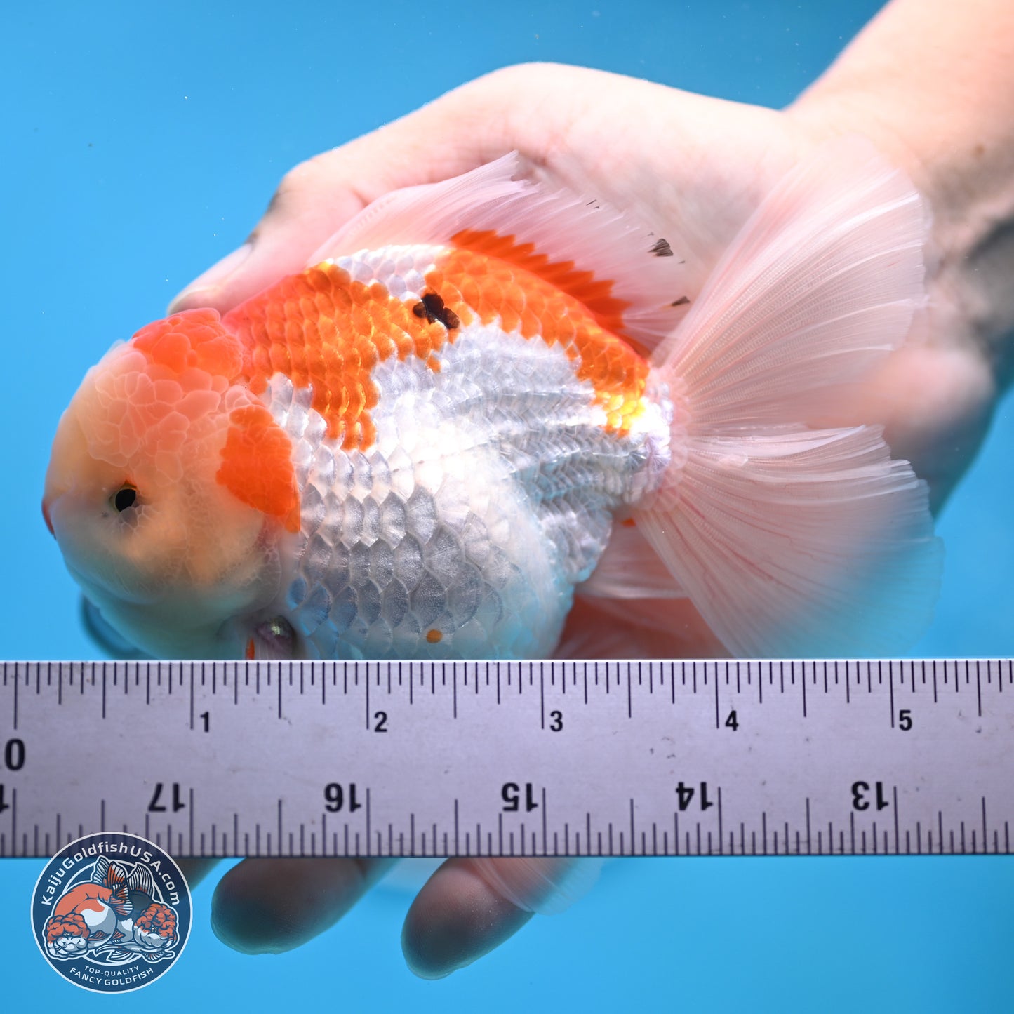 Red White Rose Tail Oranda 4 inches Body - Male (250404_OR09)