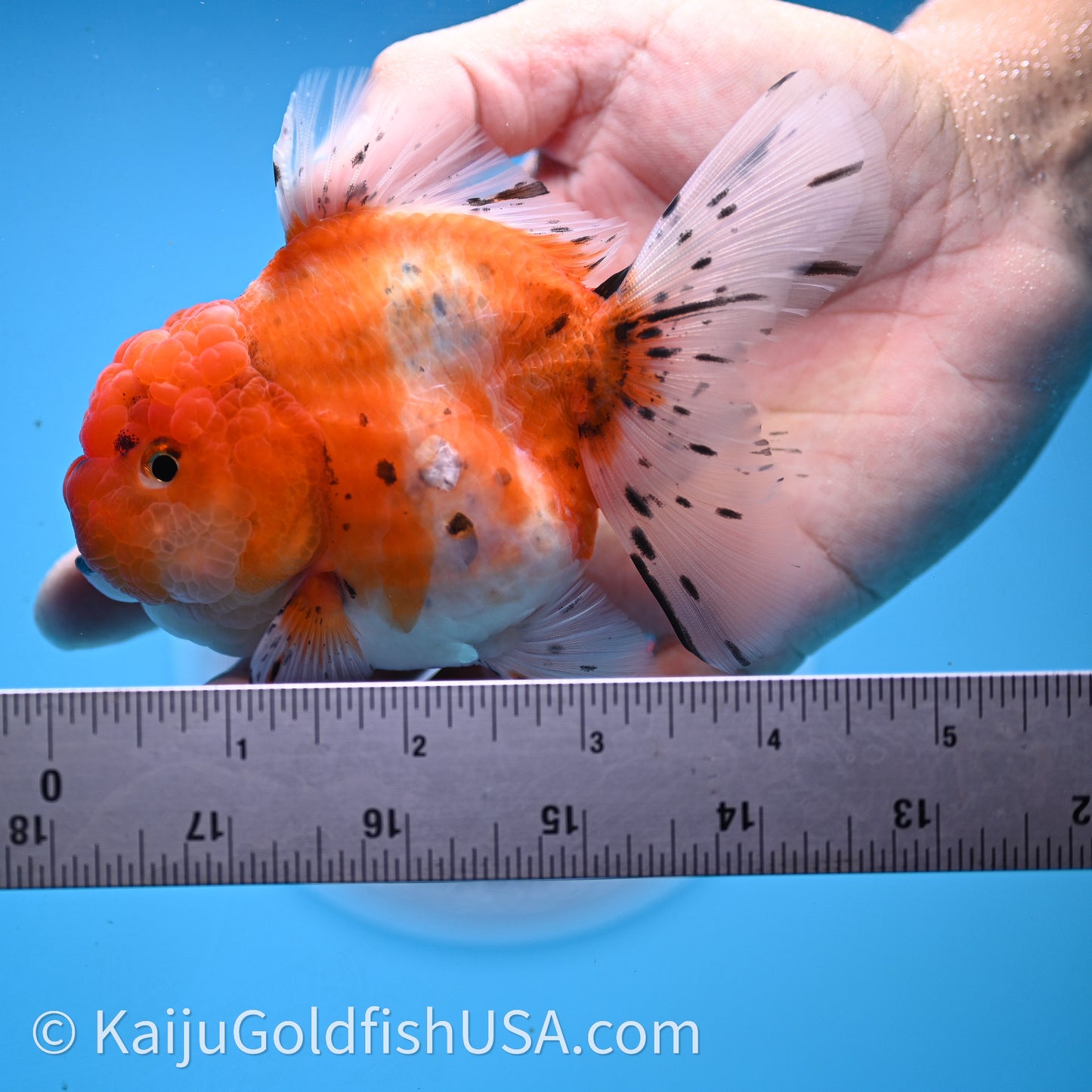 Shogun Godzilla Tricolor Sakura Oranda 3.25in Body (240726_OR09) - Kaiju Goldfish USA