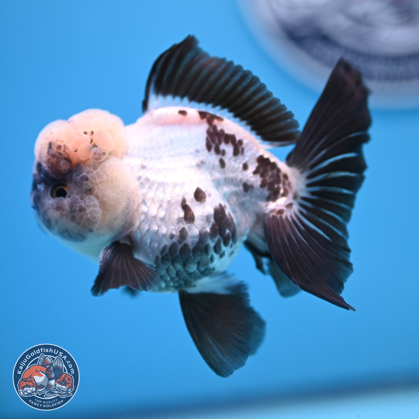 Panda Rose Tail Oranda 4.5 inches - Male (241206_OR09) - Kaiju Goldfish USA