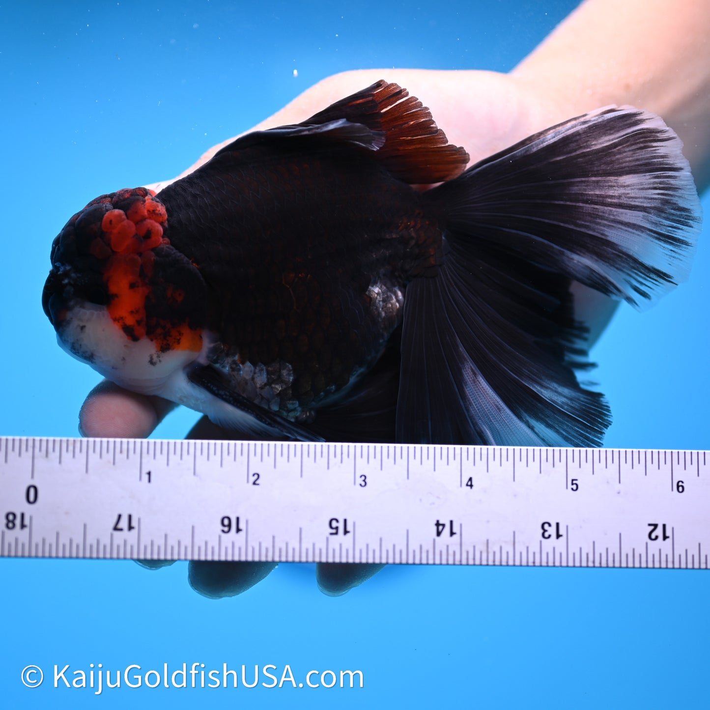 Tricolor Butterfly Tail Oranda 4in Body (240621_OR09) - Kaiju Goldfish USA