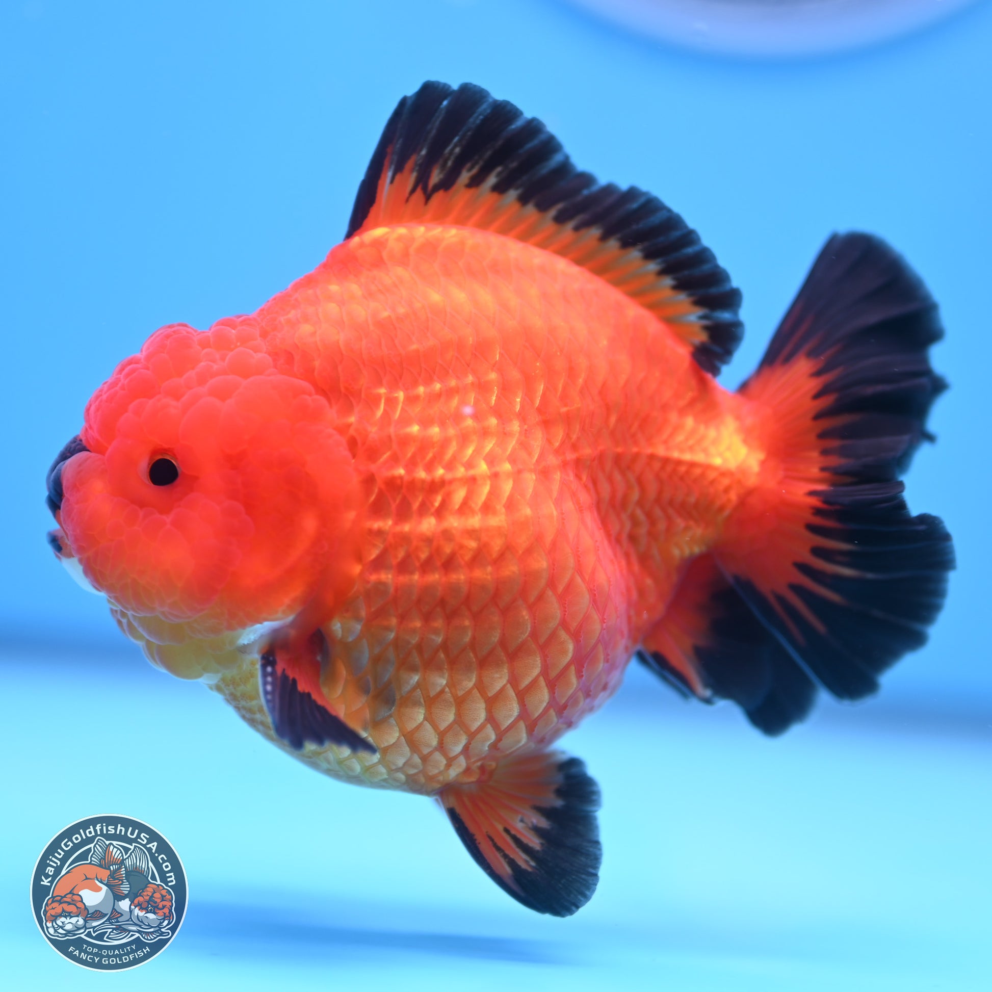 Apache YuanBao Oranda 4 inches Body - Male (241227_OR09) - Kaiju Goldfish USA