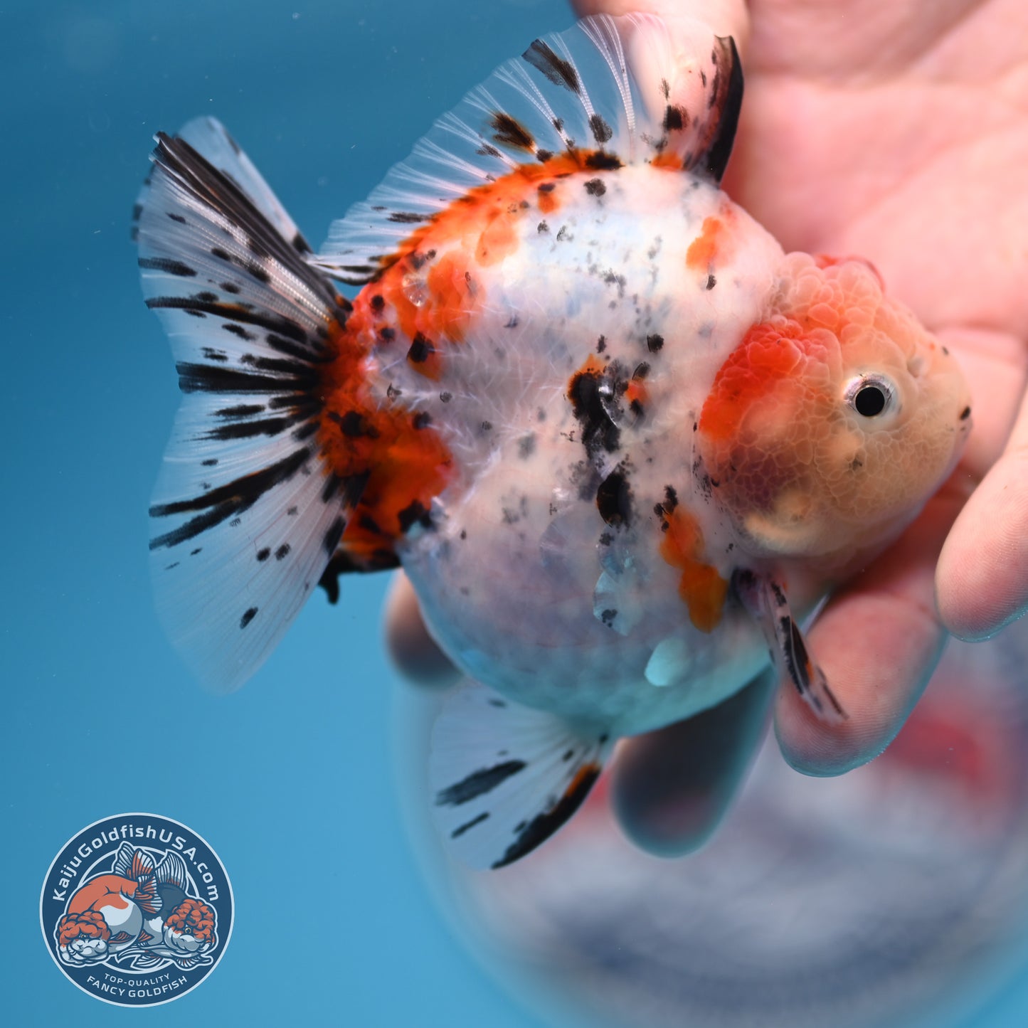 Shogun High Back Calico Oranda 3.5 inches Body (250530_OR09)