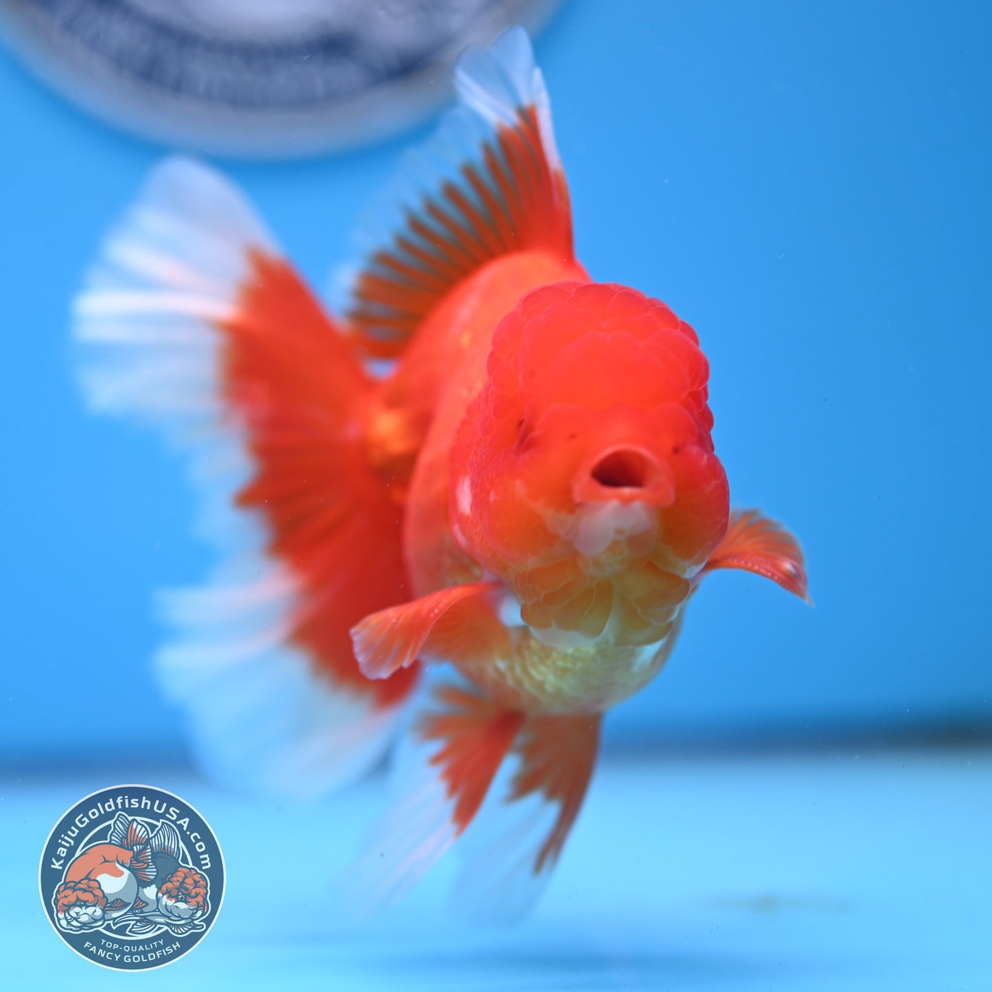 Red White Rose Tail Oranda 3.75 inches Body (250509_OR09)