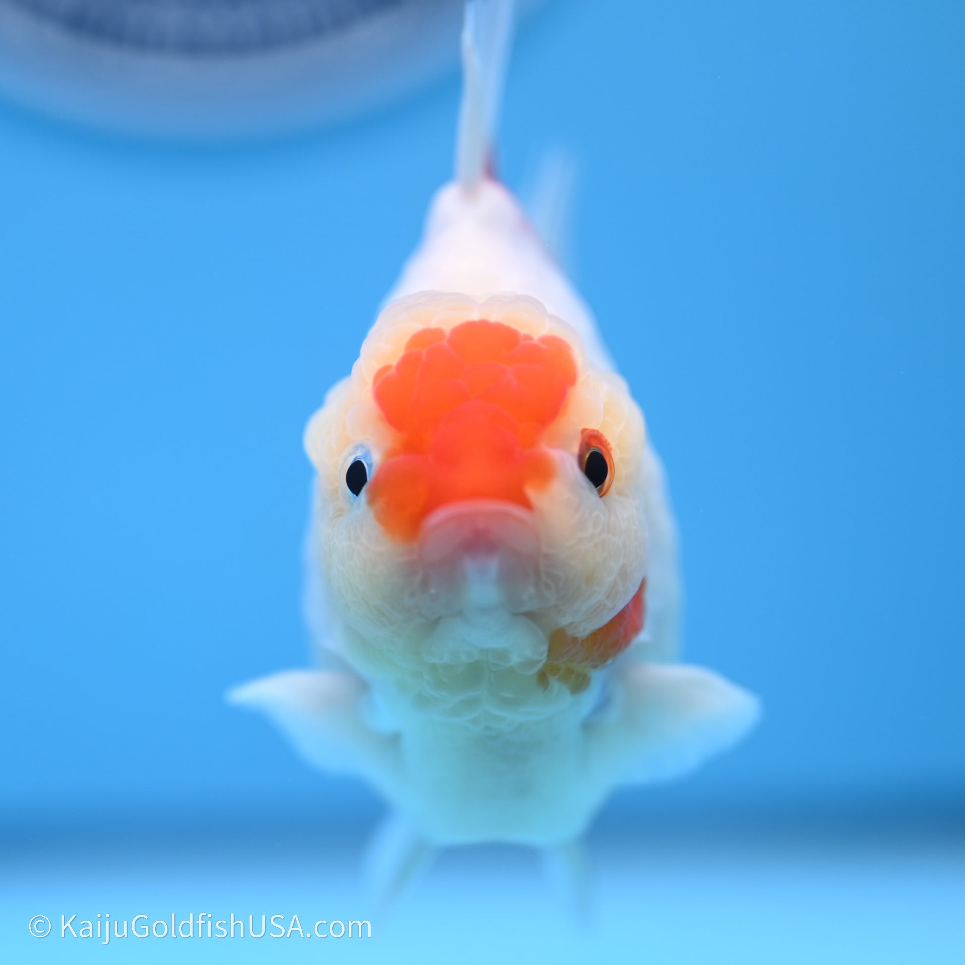 Shogun Godzilla Broad Tail Sakura Oranda 3.5in Body (240719_OR09) - Kaiju Goldfish USA