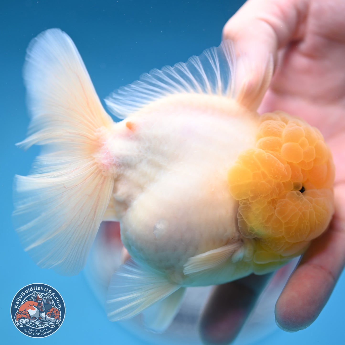 Lemon Head Sakura Rose Tail Oranda 3.5 inches Body - Male (250214_OR09)