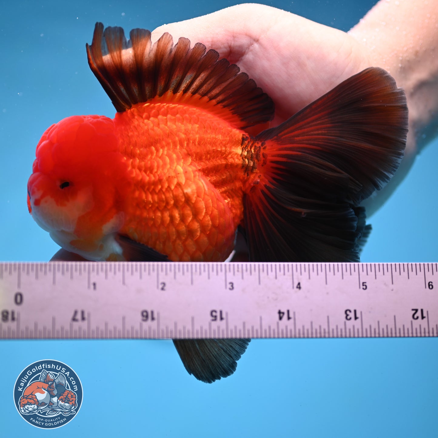 Ranchu inch Body (250812_RC02)