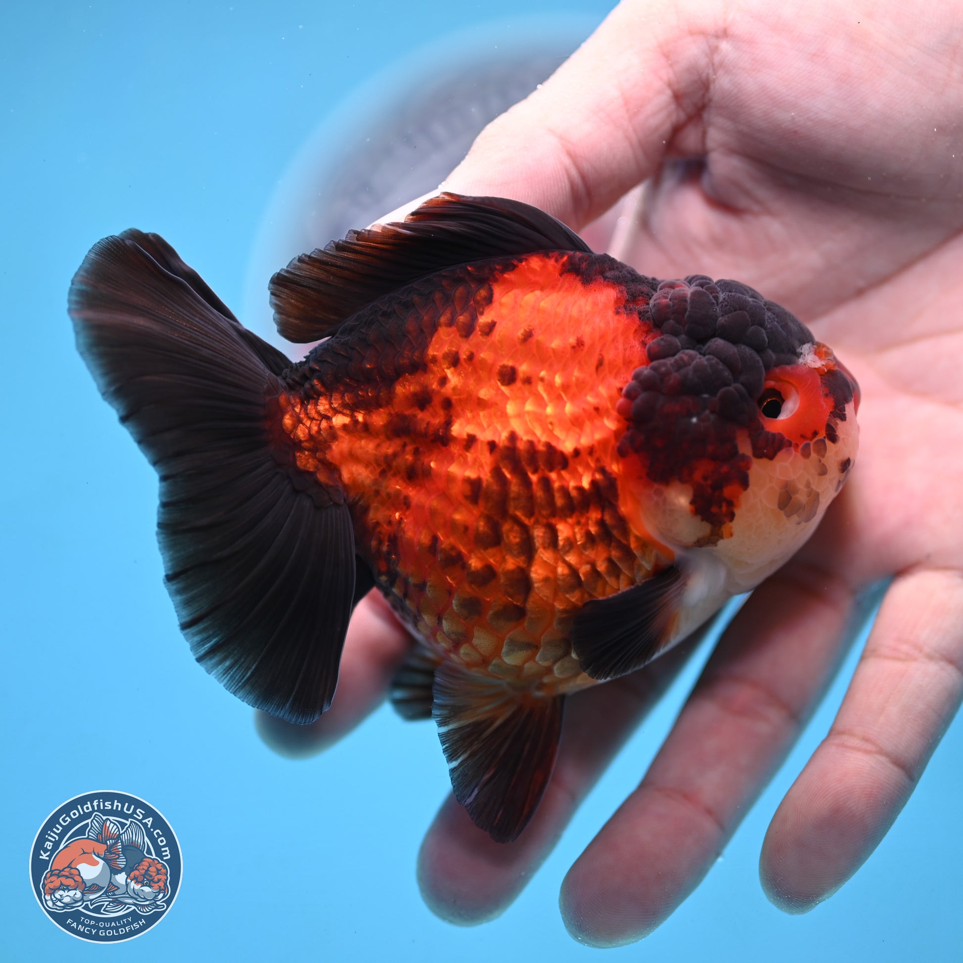 Apache YuanBao Oranda 3.25 inches Body - Male (250103_OR09) - Kaiju Goldfish USA