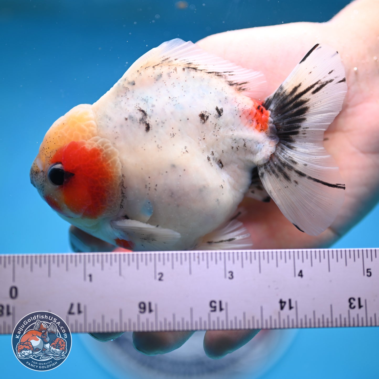 Calico YuanBao Oranda 4.5 inches - Male (241129_OR09) - Kaiju Goldfish USA