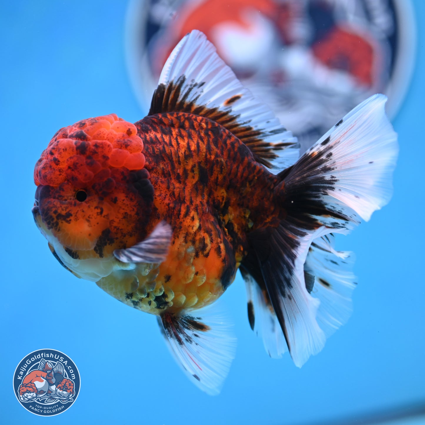Red Kirin Rose Tail Oranda 3.75 inches Body - Female (250314_OR09)