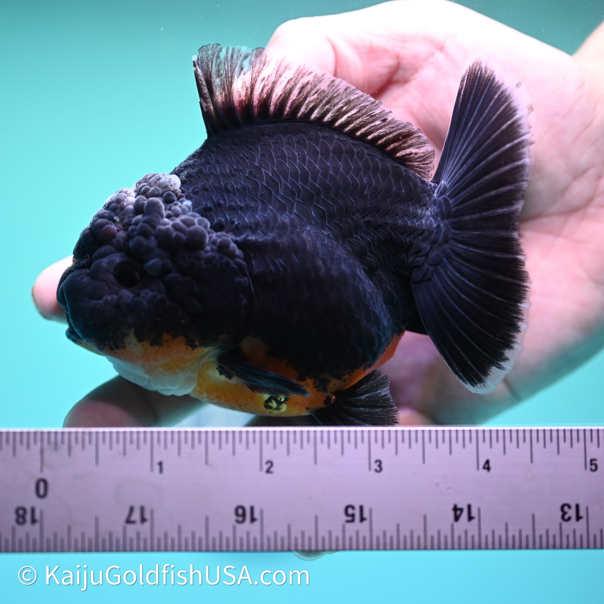 Shogun Godzilla Kirin Oranda 3.75in Body (240614_OR09) - Kaiju Goldfish USA