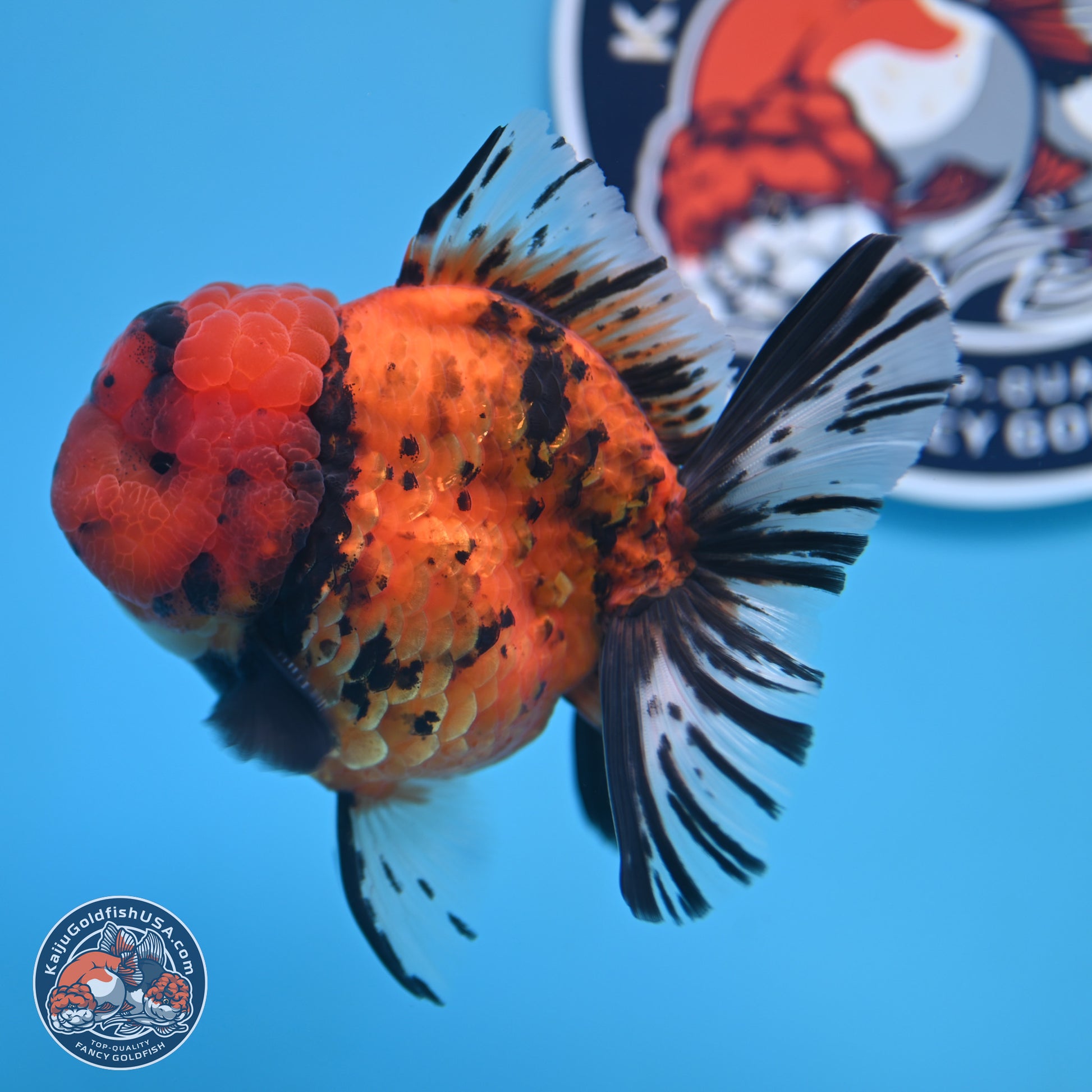 A Grade Shogun Tiger Rose Tail Oranda 4-4.5 inches (240906_OR09) - Kaiju Goldfish USA