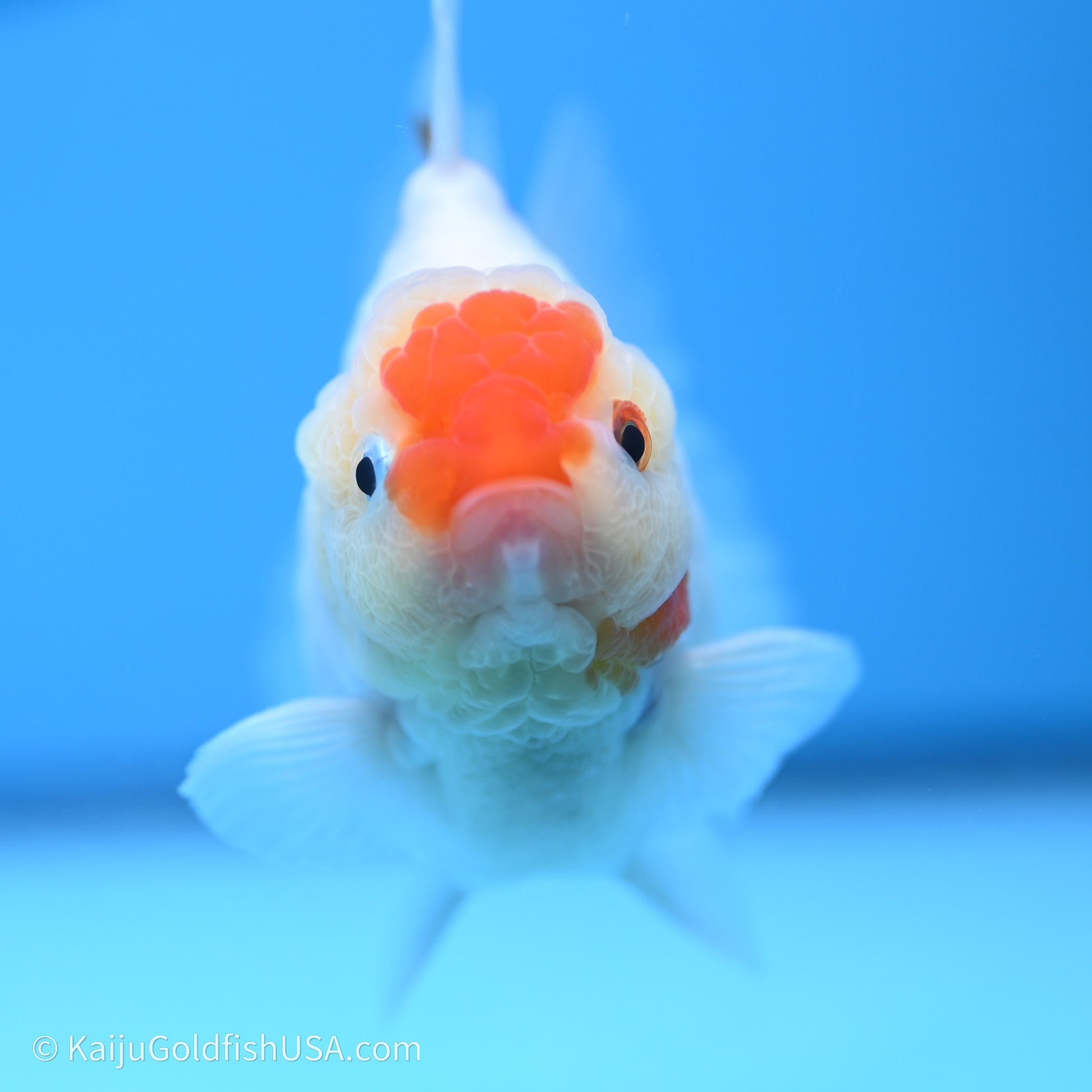 Shogun Godzilla Broad Tail Sakura Oranda 3.5in Body (240719_OR09) - Kaiju Goldfish USA