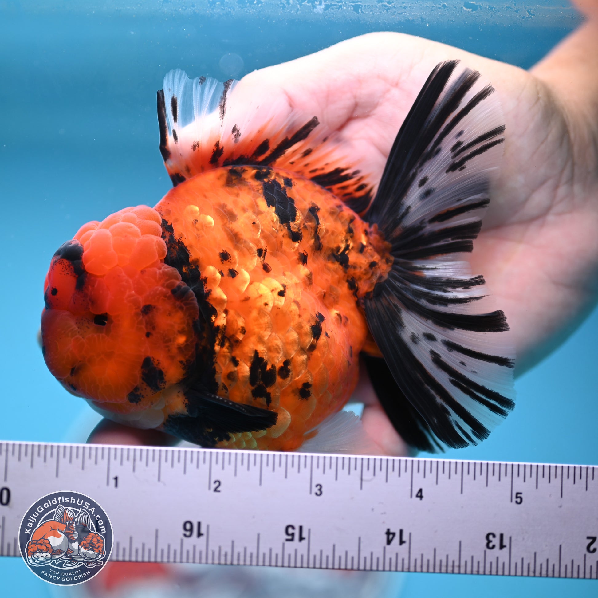 A Grade Shogun Tiger Rose Tail Oranda 4-4.5 inches (240906_OR09) - Kaiju Goldfish USA