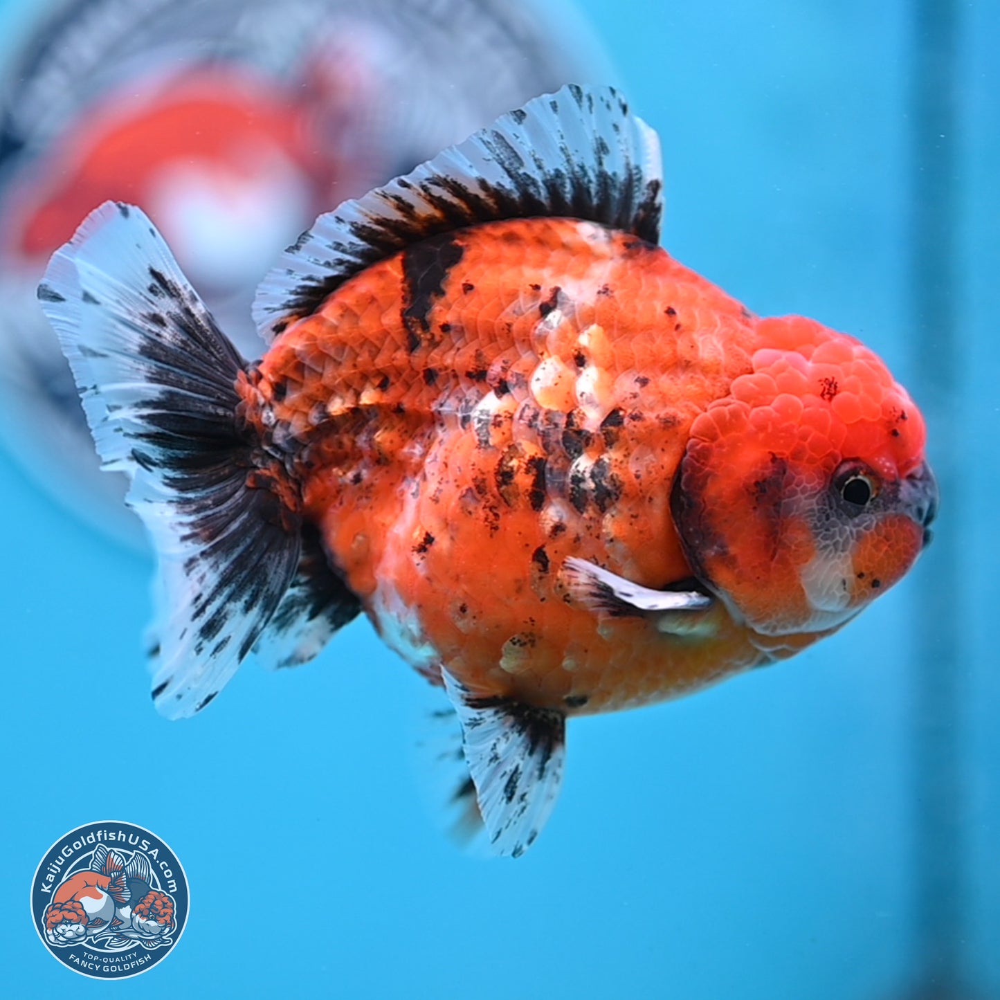 Shogun Tiger Oranda 4 inches Body - Male (250207_OR09)